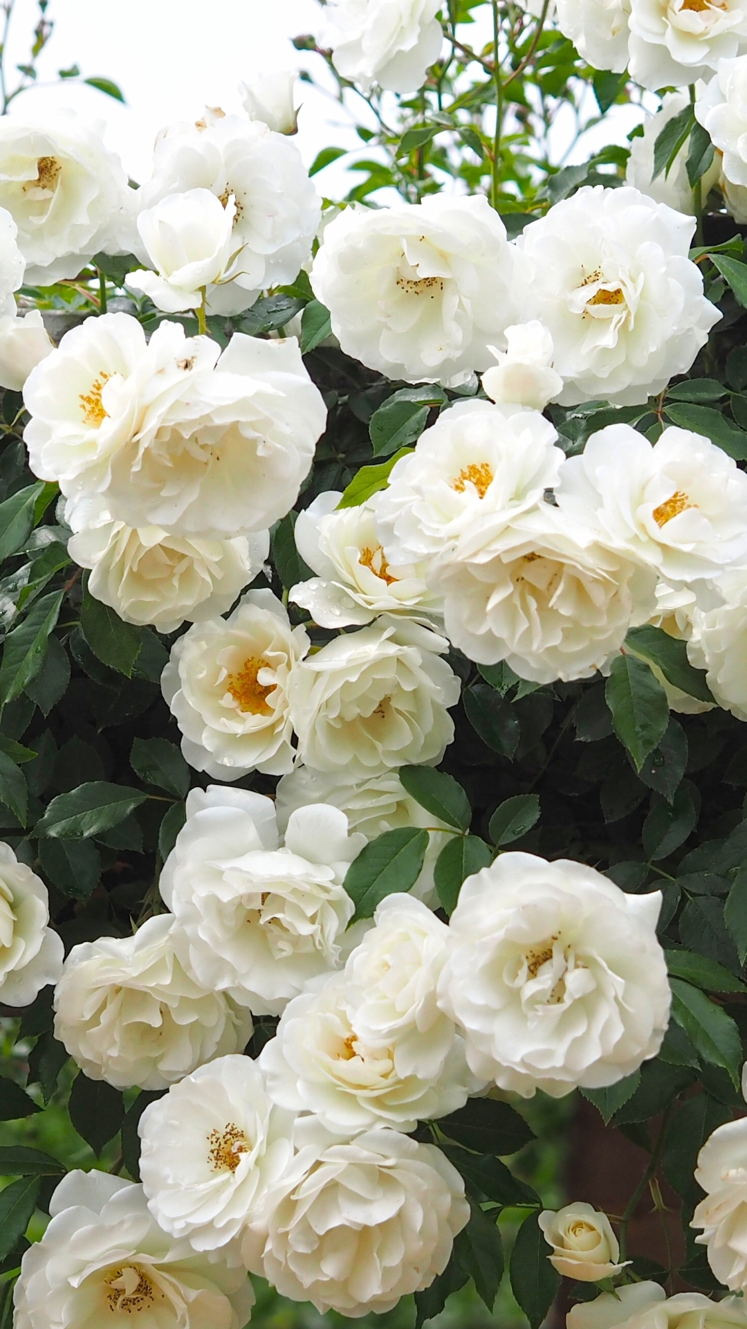 無料モバイル壁紙自然, フラワーズ, ブッシュ, 花, 薔薇, 地球, 白い花, ローズブッシュをダウンロードします。