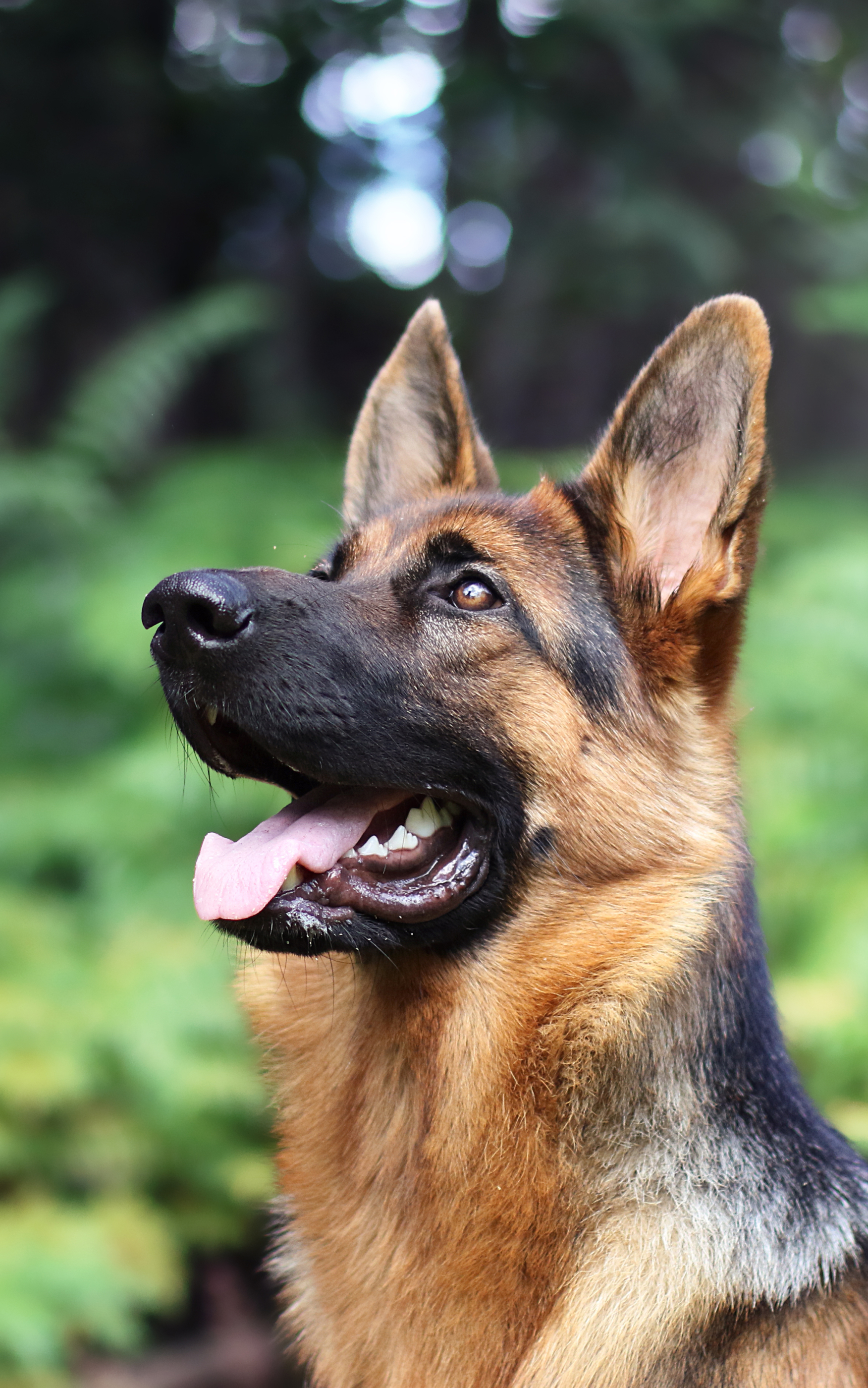 Baixe gratuitamente a imagem Animais, Cães, Cão, Pastor Alemão na área de trabalho do seu PC