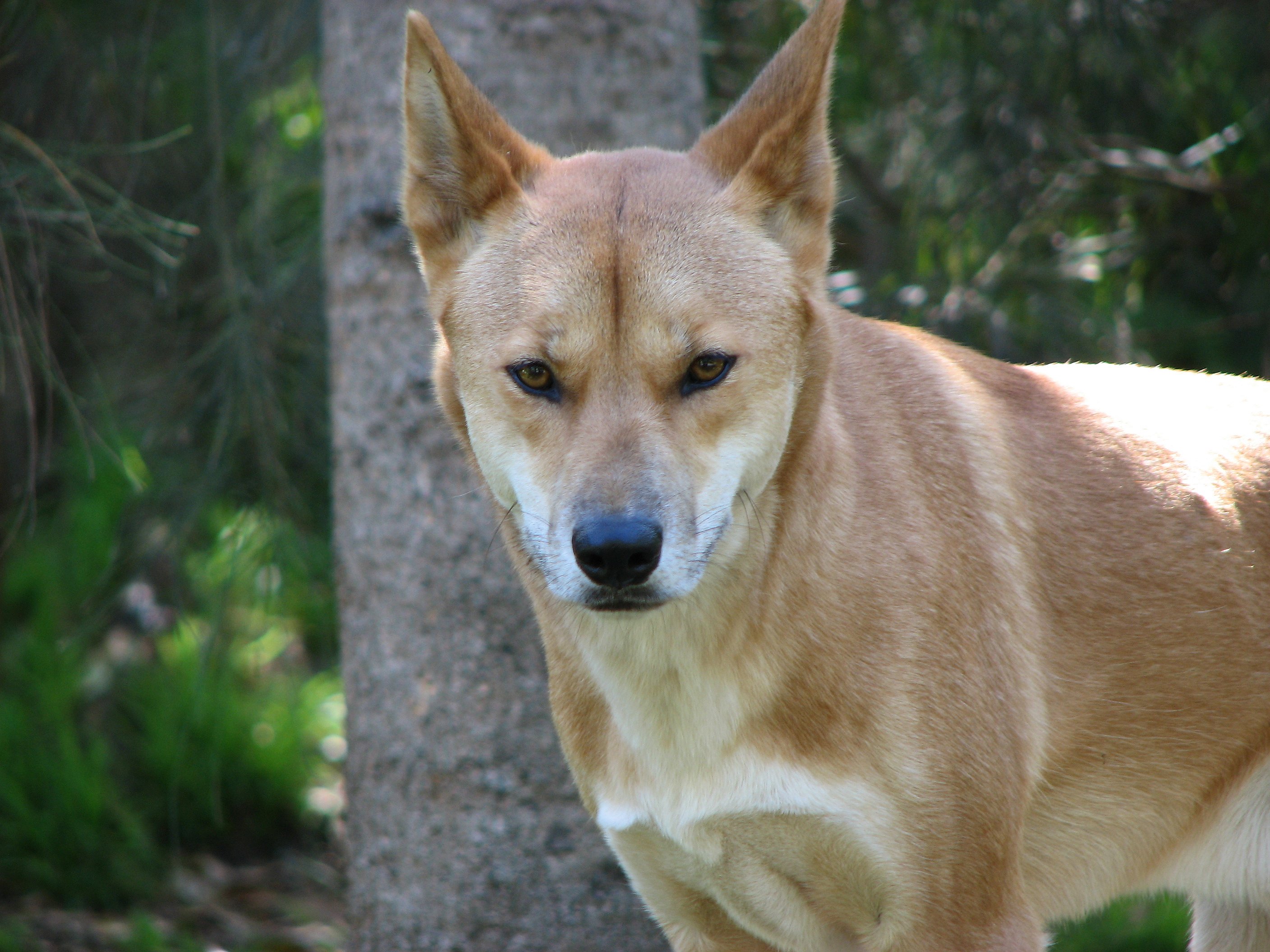 Free download wallpaper Dogs, Animal, Dingo on your PC desktop