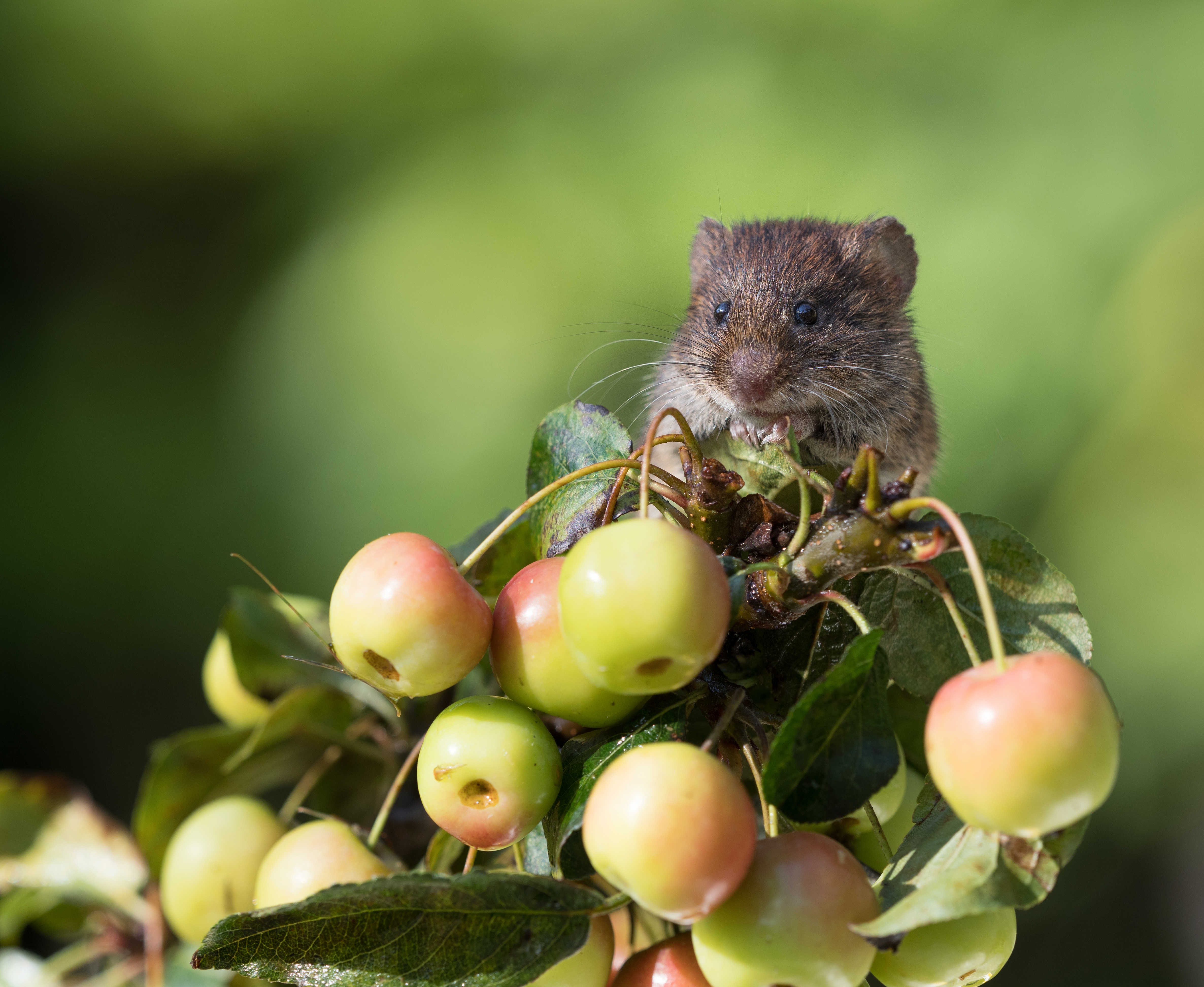 Free download wallpaper Cherry, Animal, Mouse, Rodent on your PC desktop