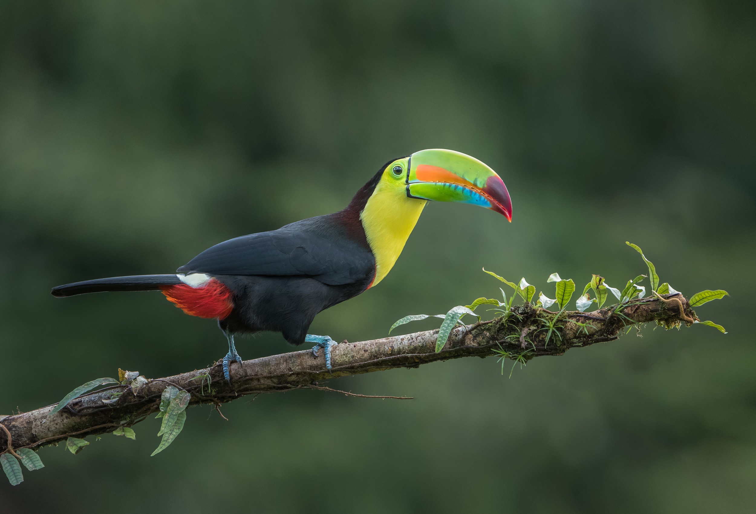 Téléchargez des papiers peints mobile Animaux, Oiseau, Toucan, Des Oiseaux gratuitement.