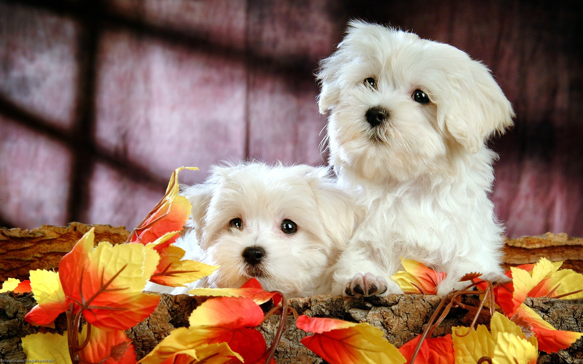 Free download wallpaper Dog, Animal, Puppy, Cute on your PC desktop