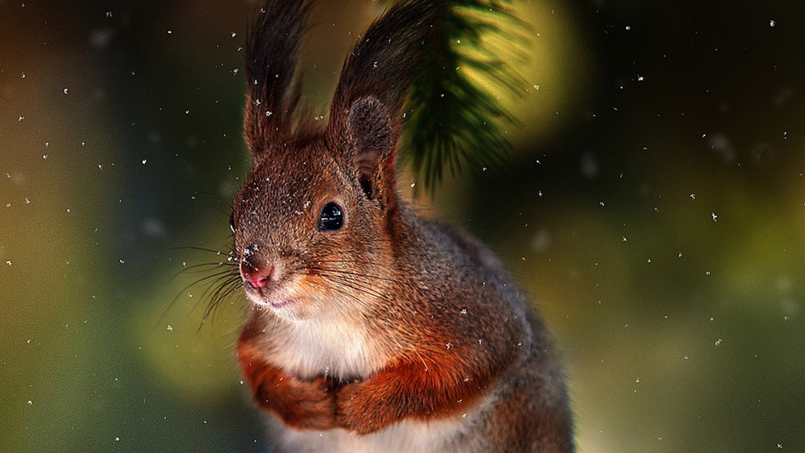 Laden Sie das Tiere, Eichhörnchen, Nahansicht-Bild kostenlos auf Ihren PC-Desktop herunter