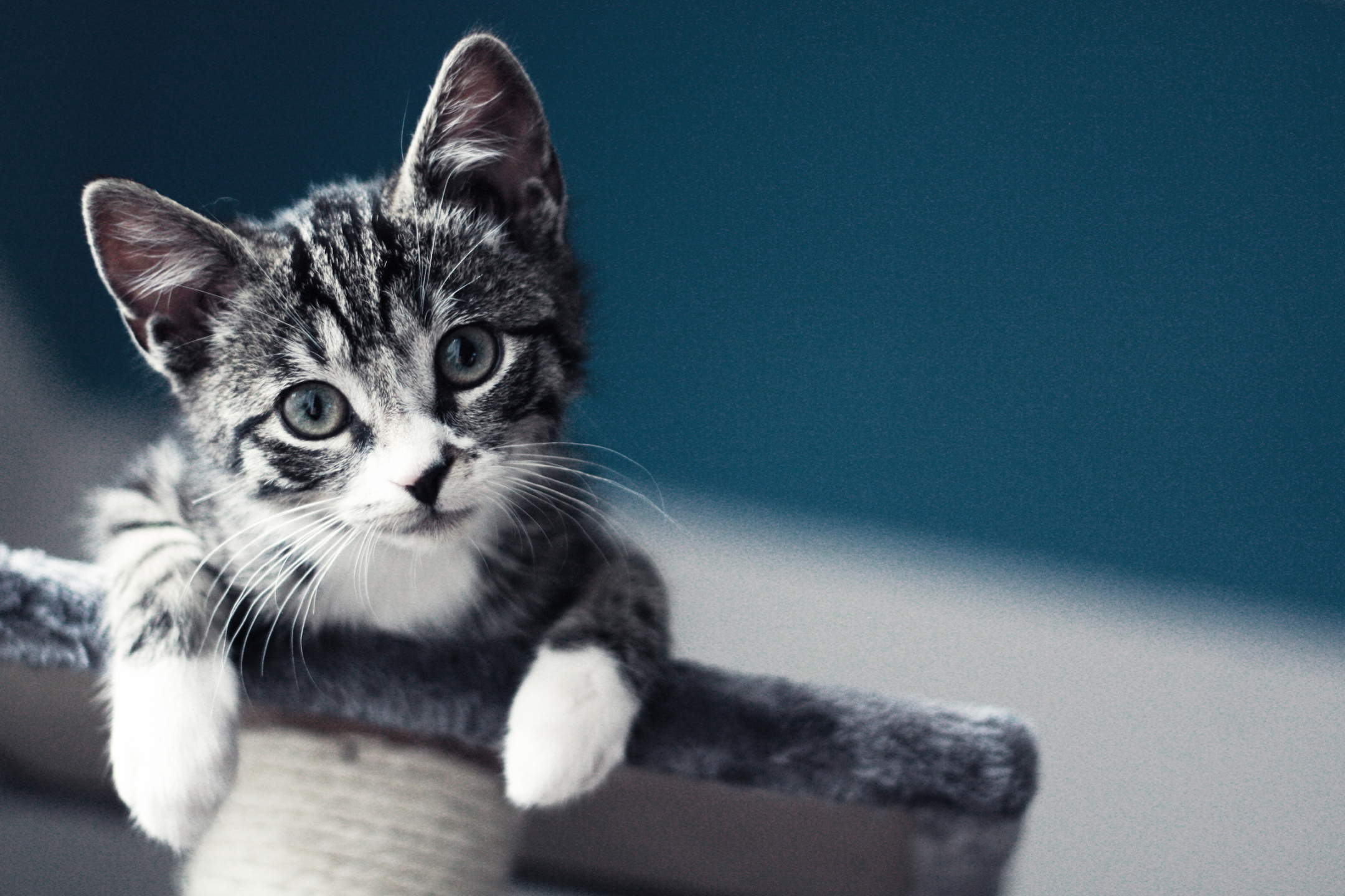 Baixe gratuitamente a imagem Animais, Gatos, Gato na área de trabalho do seu PC