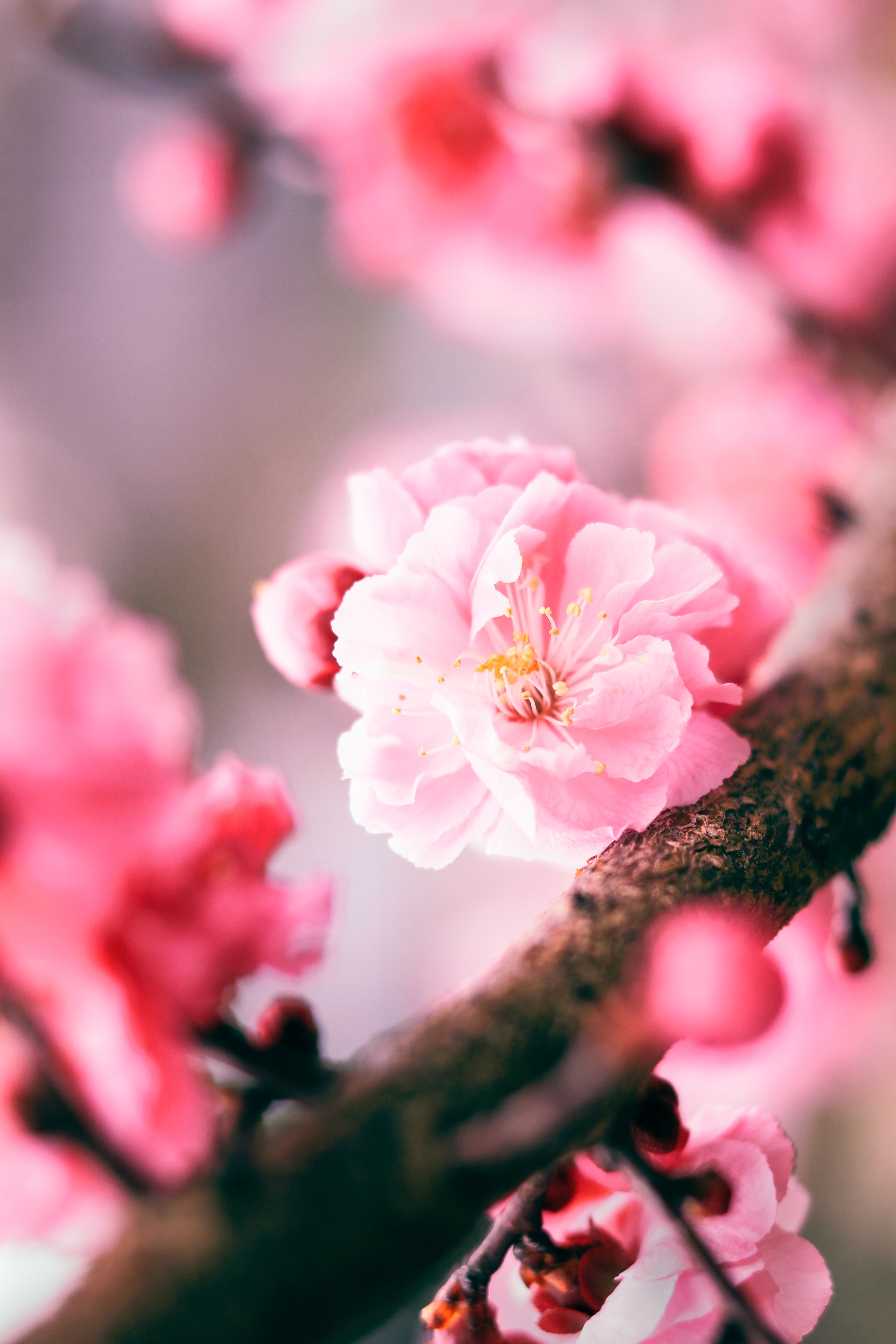 Free download wallpaper Macro, Pink, Flower, Sakura on your PC desktop