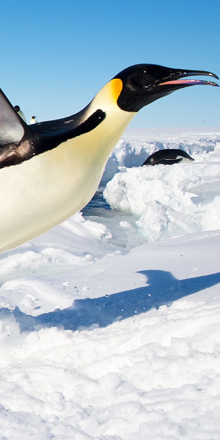 無料モバイル壁紙動物, 鳥, ペンギン, 南極大陸をダウンロードします。