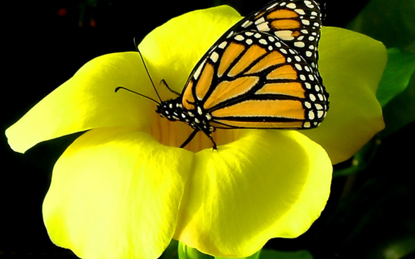 Скачать картинку Животные, Цветок, Бабочка, Желтый в телефон бесплатно.