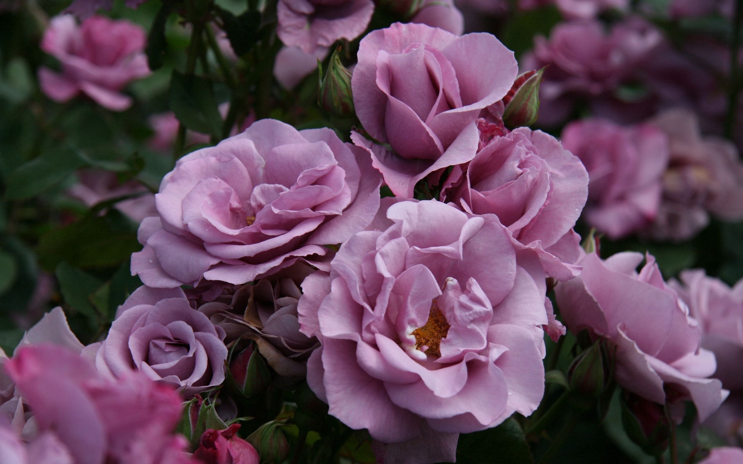 Téléchargez des papiers peints mobile Buisson, Feuilles, Bourgeons, Jardin, Fleurs, Roses gratuitement.