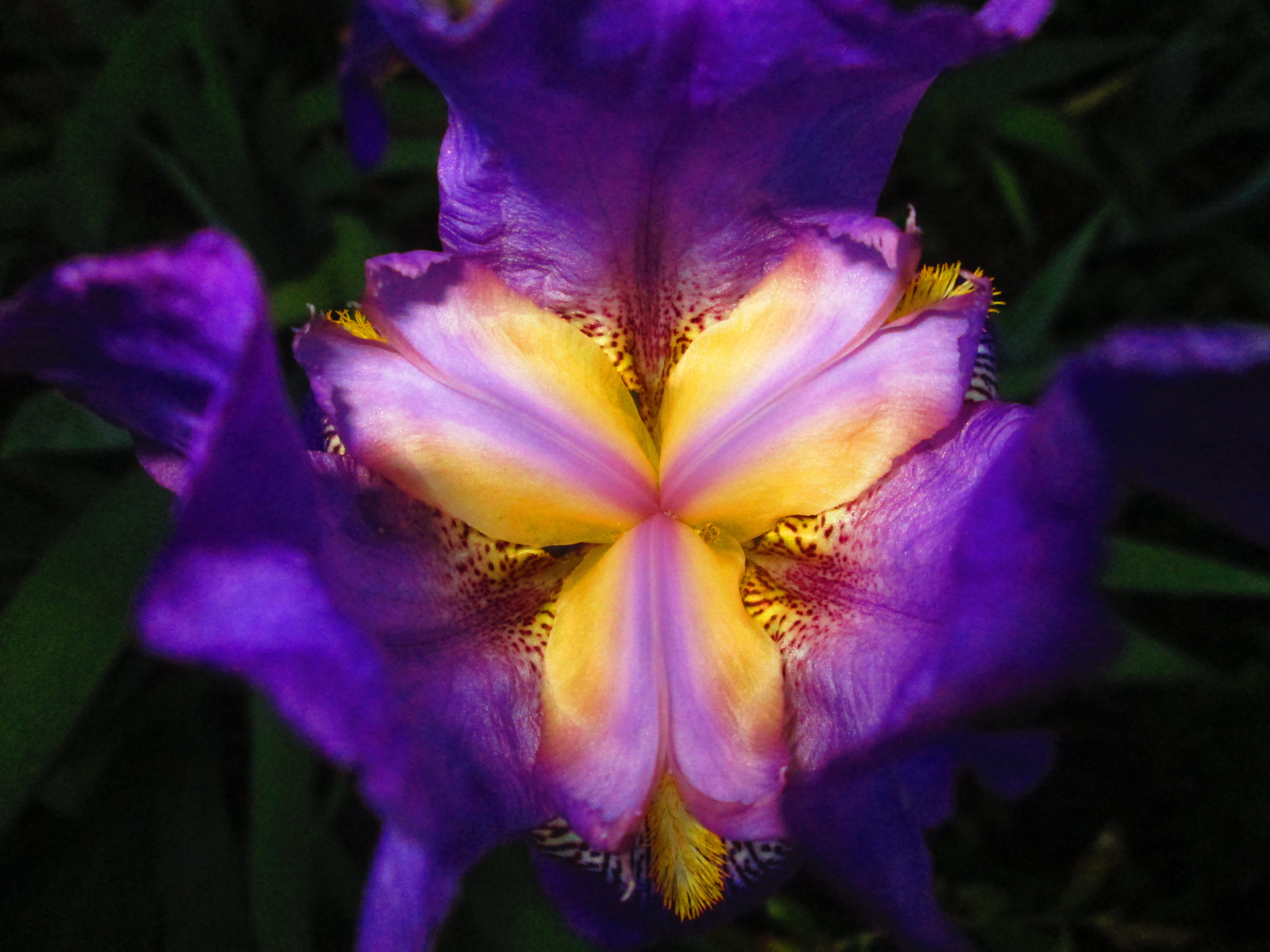 earth, iris, flowers