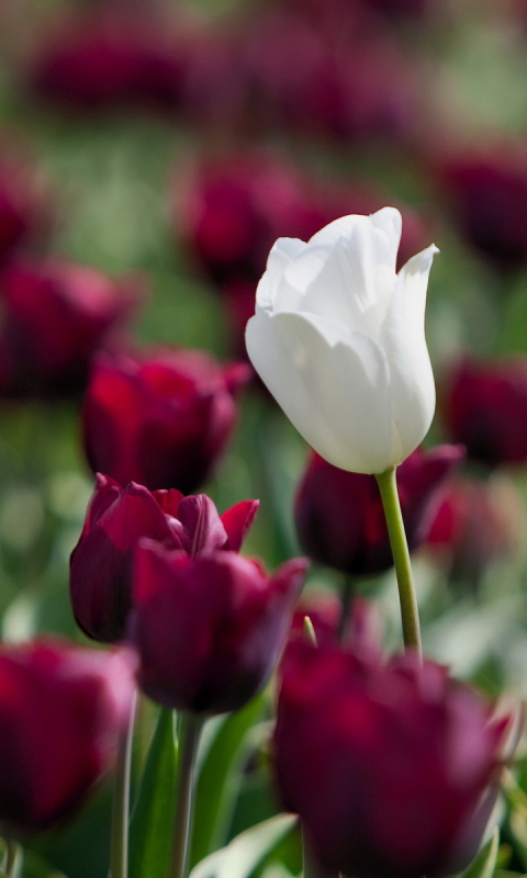 Descarga gratuita de fondo de pantalla para móvil de Flores, Flor, Tulipán, Flor Blanca, Tierra/naturaleza.