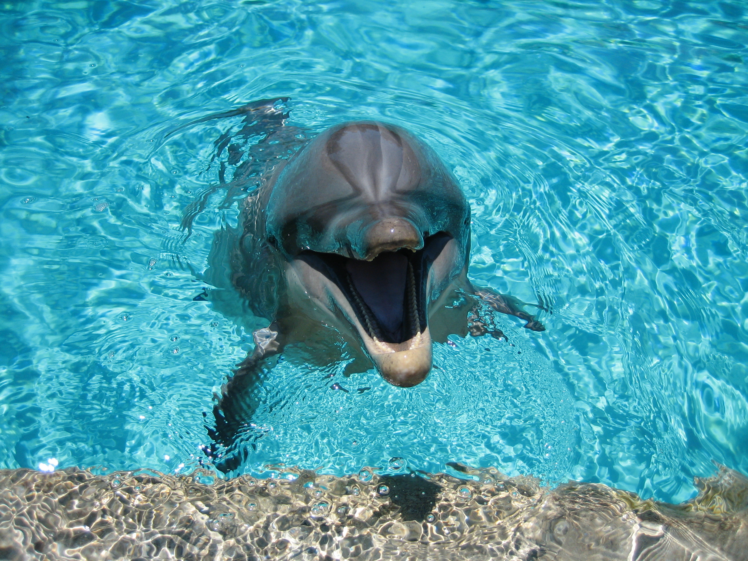 142199 скачать картинку вода, дельфин, бассейн, животные, улыбка - обои и заставки бесплатно