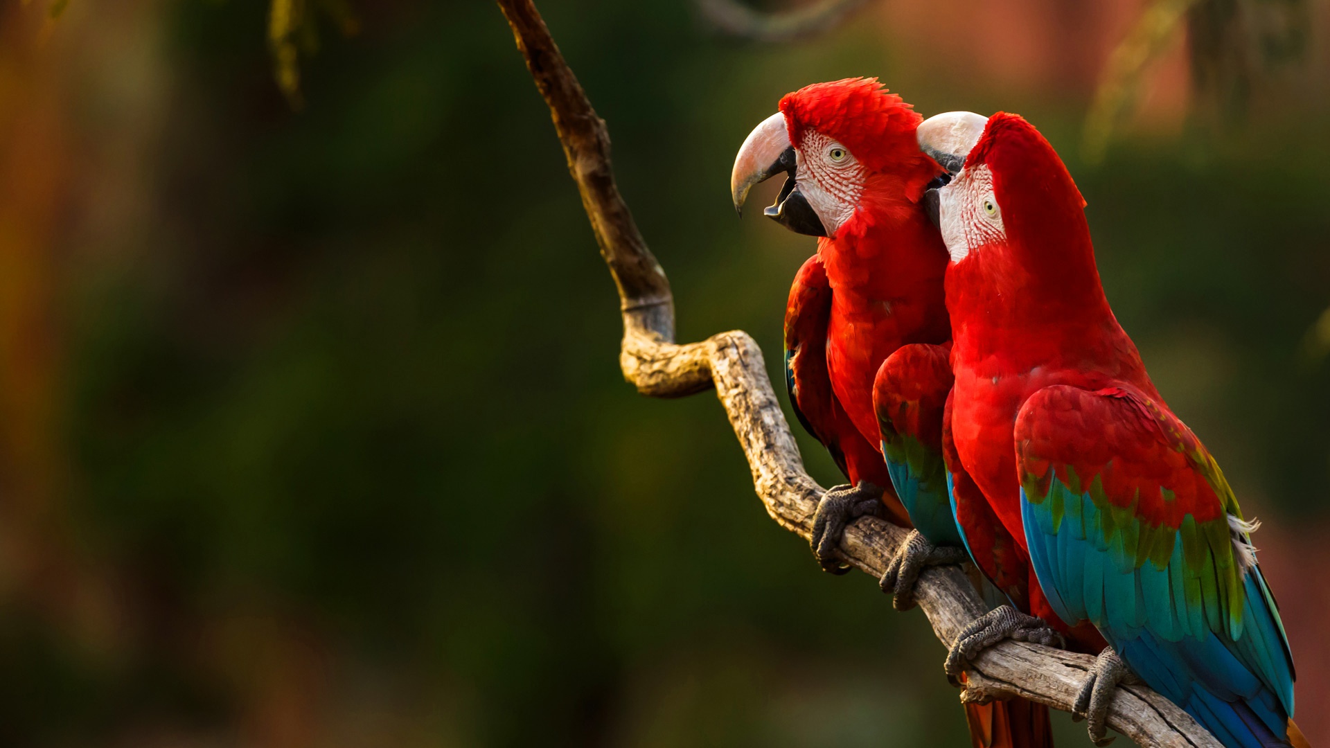 無料モバイル壁紙動物, 鳥, コンゴウインコ, 赤と緑のコンゴウインコをダウンロードします。