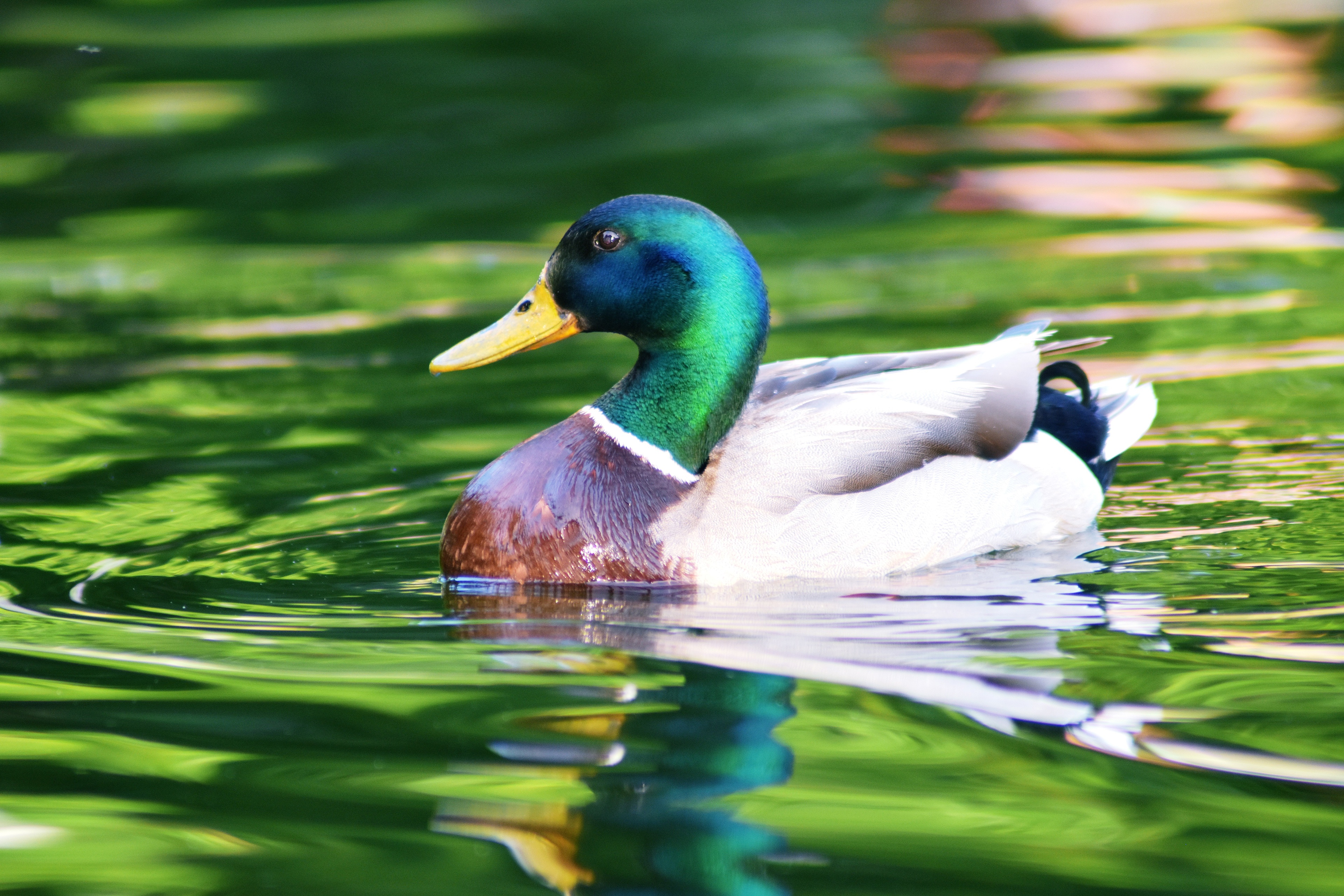 Laden Sie das Tiere, Vögel, Wasser, Vogel, Ente, Stockente-Bild kostenlos auf Ihren PC-Desktop herunter
