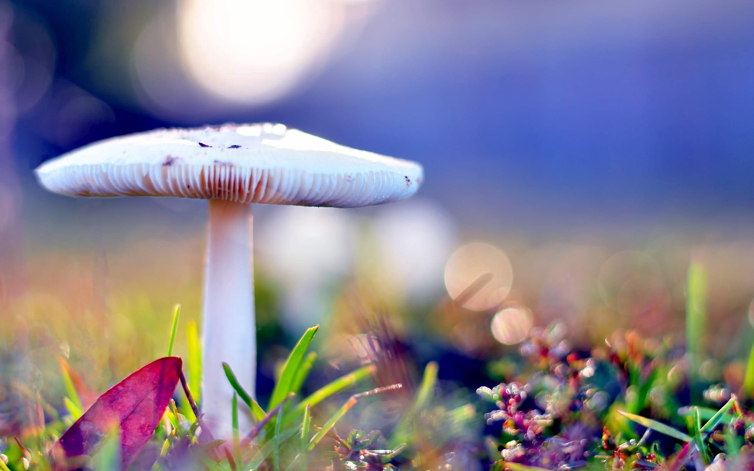 mushroom, autumn, nature, macro, after the rain