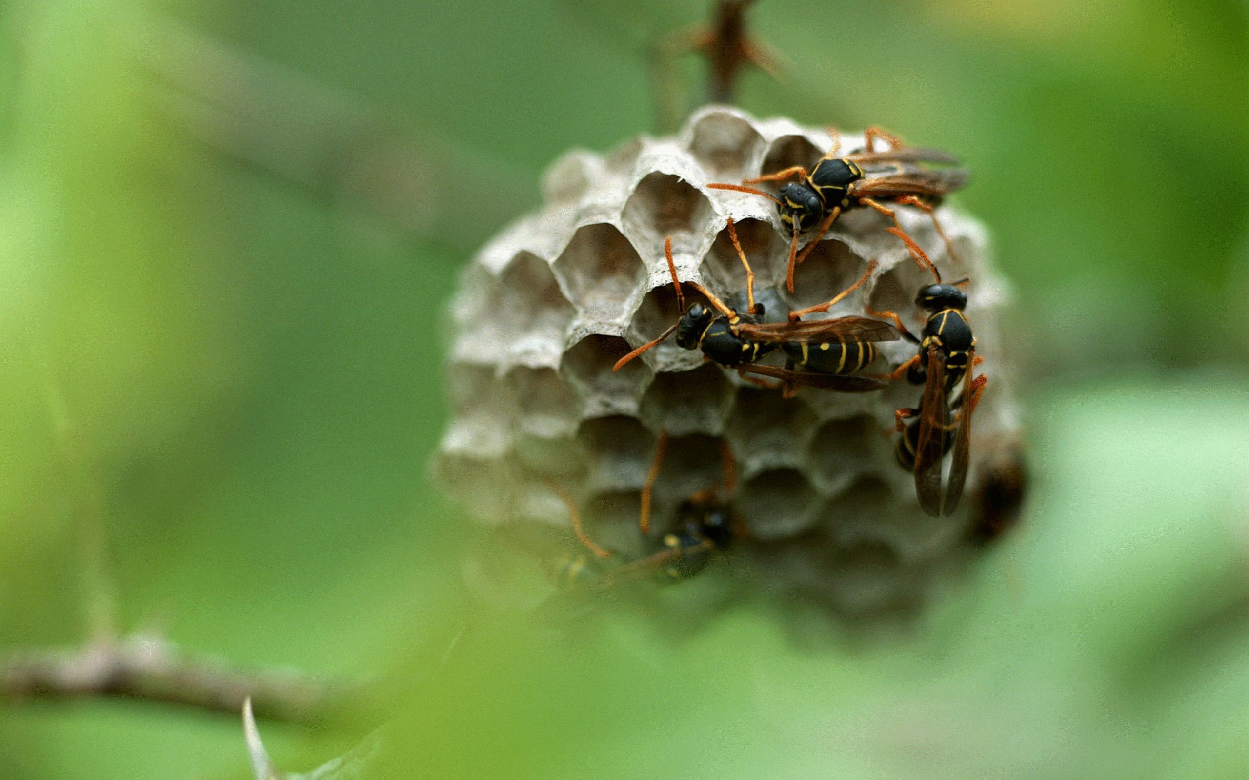 Handy-Wallpaper Tiere, Insekt kostenlos herunterladen.