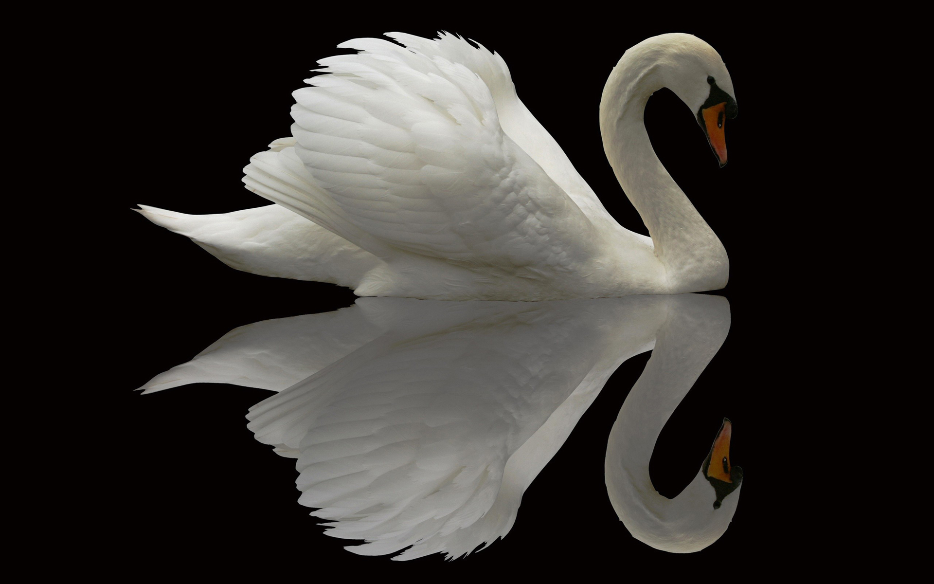 Download mobile wallpaper Birds, Water, Reflection, Bird, Animal, Swan, Mute Swan for free.