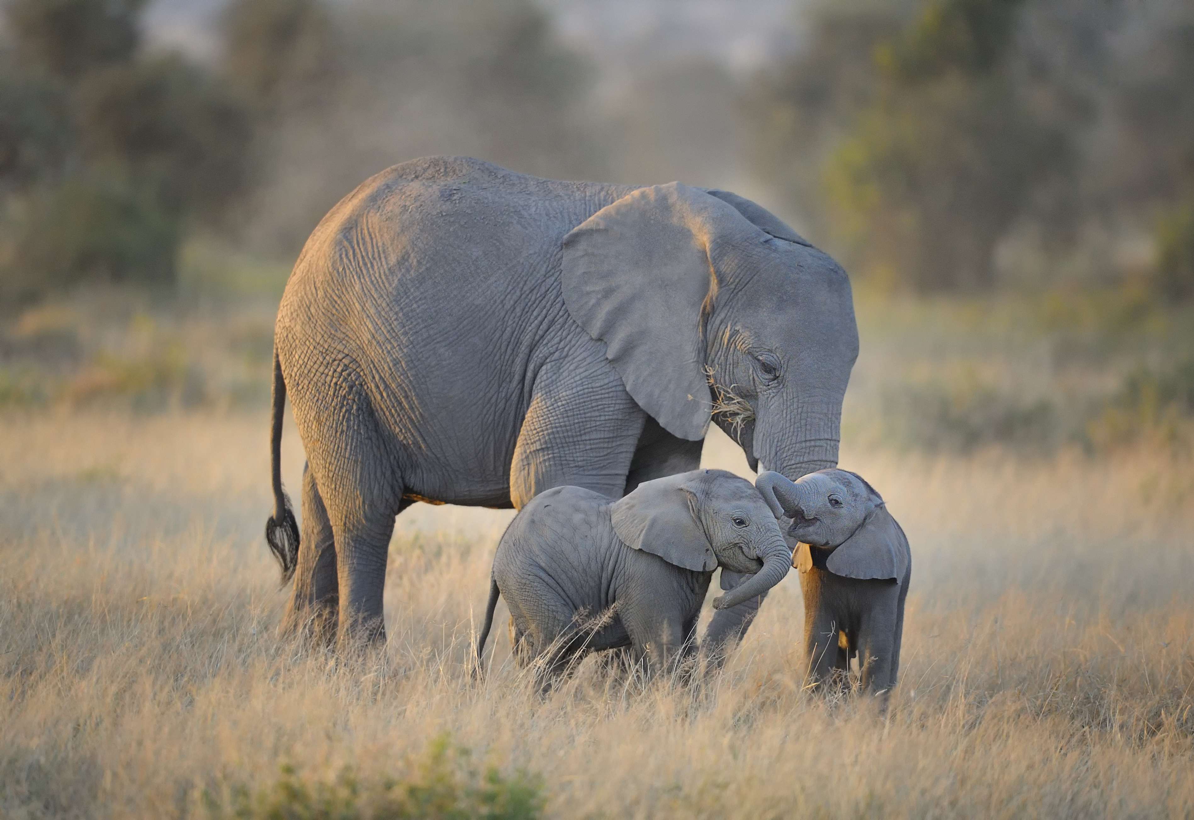 Descarga gratuita de fondo de pantalla para móvil de Animales, Elefantes, Sonreír, Lindo, Parejas, Bebe Animal, Elefante Africano De Sabana.