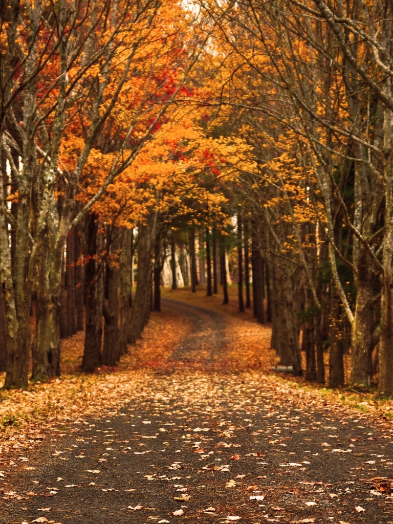 Descarga gratuita de fondo de pantalla para móvil de Otoño, Tierra/naturaleza.