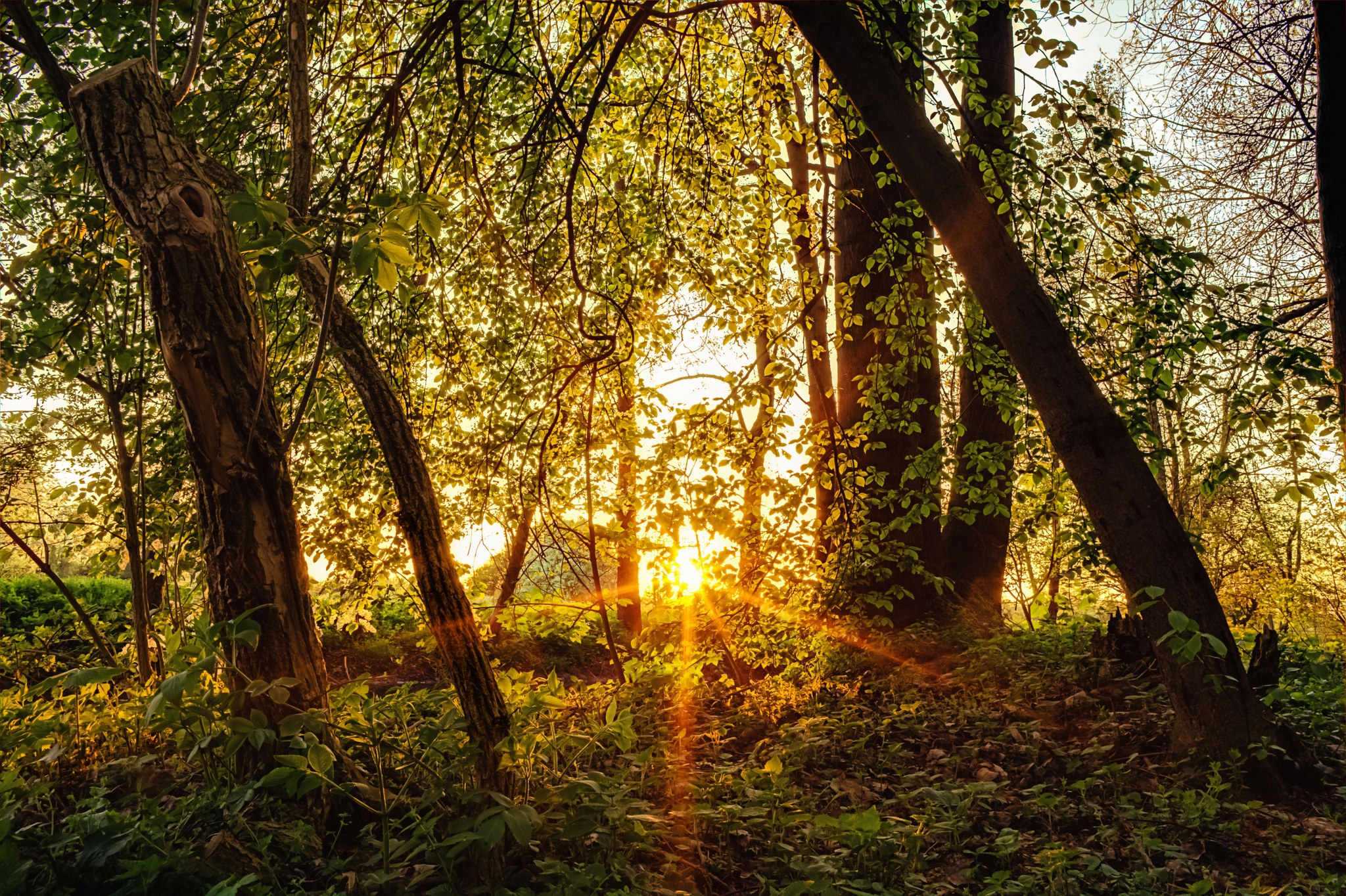 Download mobile wallpaper Beams, Forest, Rays, Trees, Nature, Sun for free.