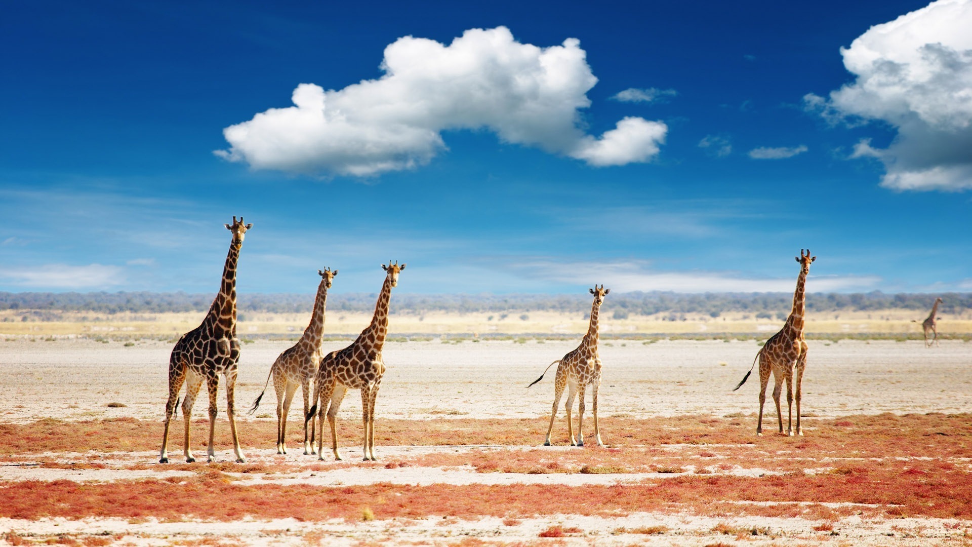 Free download wallpaper Animal, Giraffe on your PC desktop