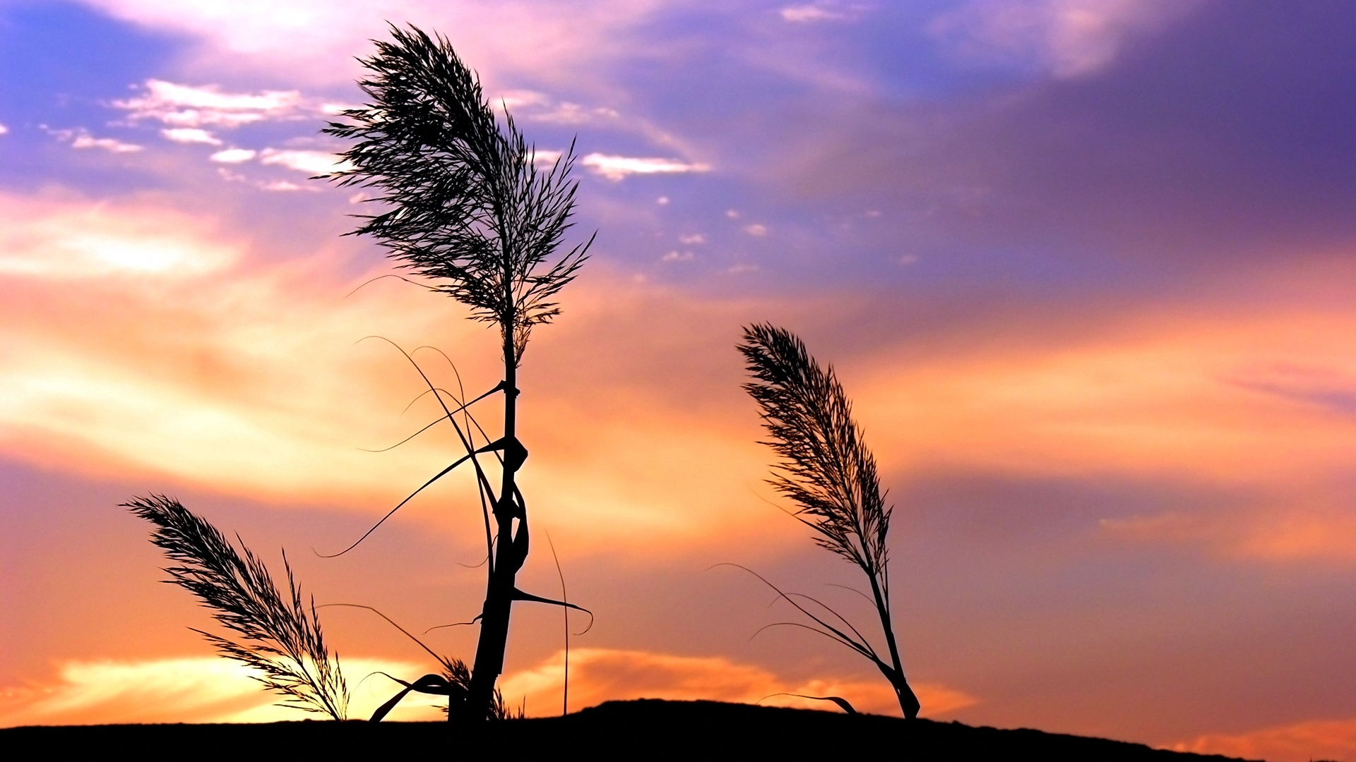 Descarga gratuita de fondo de pantalla para móvil de Campo, Atardecer, Tierra/naturaleza.