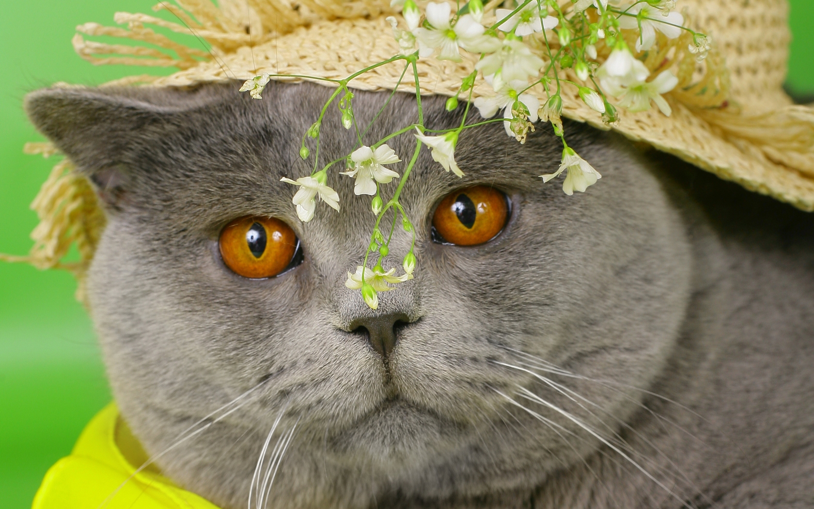 Baixar papel de parede para celular de Animais, Gato gratuito.