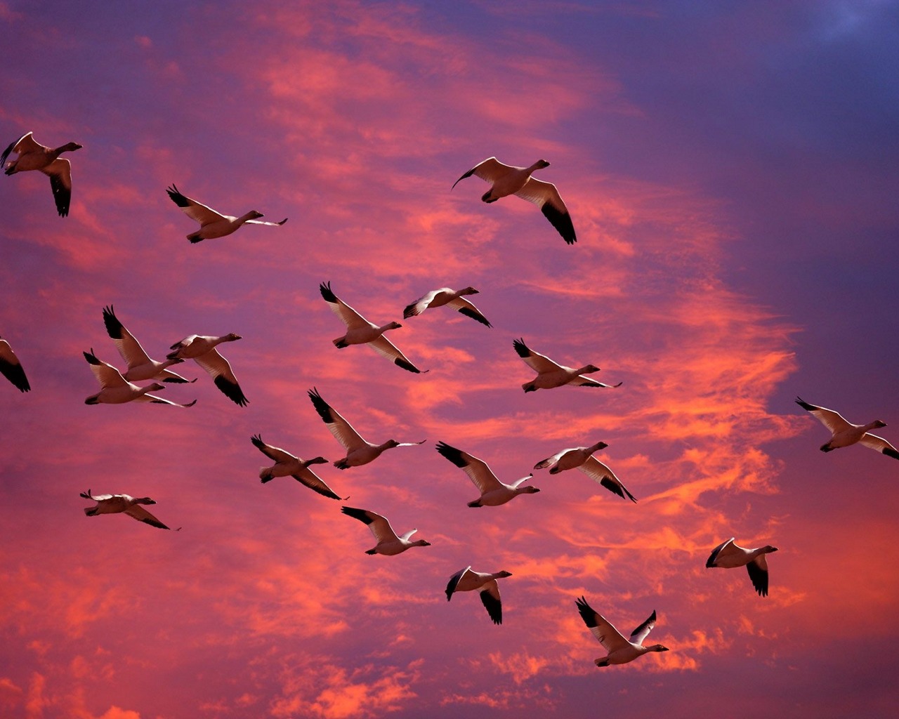 Téléchargez des papiers peints mobile Animaux, Oiseau gratuitement.