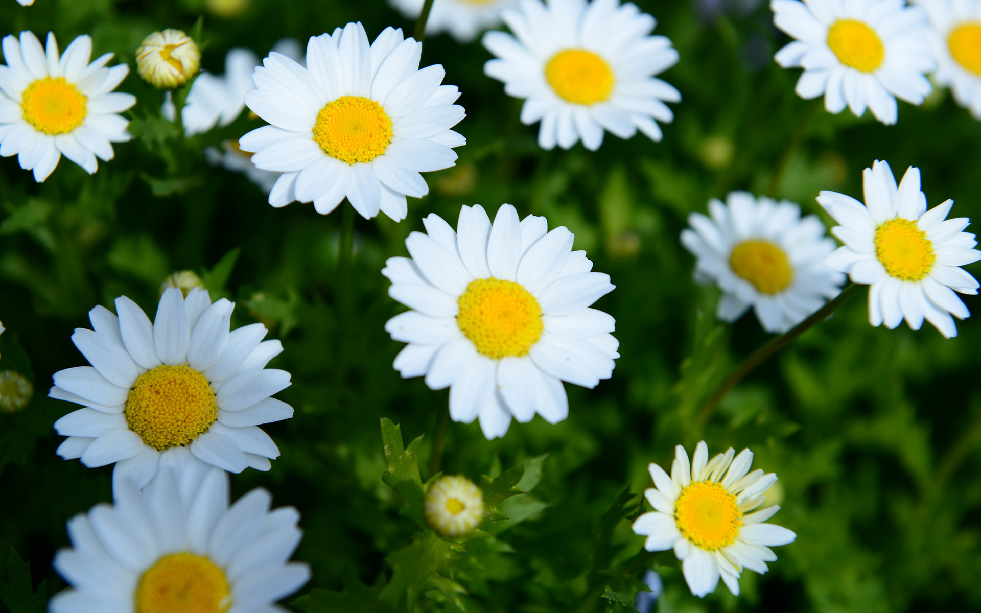 Téléchargez gratuitement l'image Fleurs, Marguerite, Terre/nature sur le bureau de votre PC