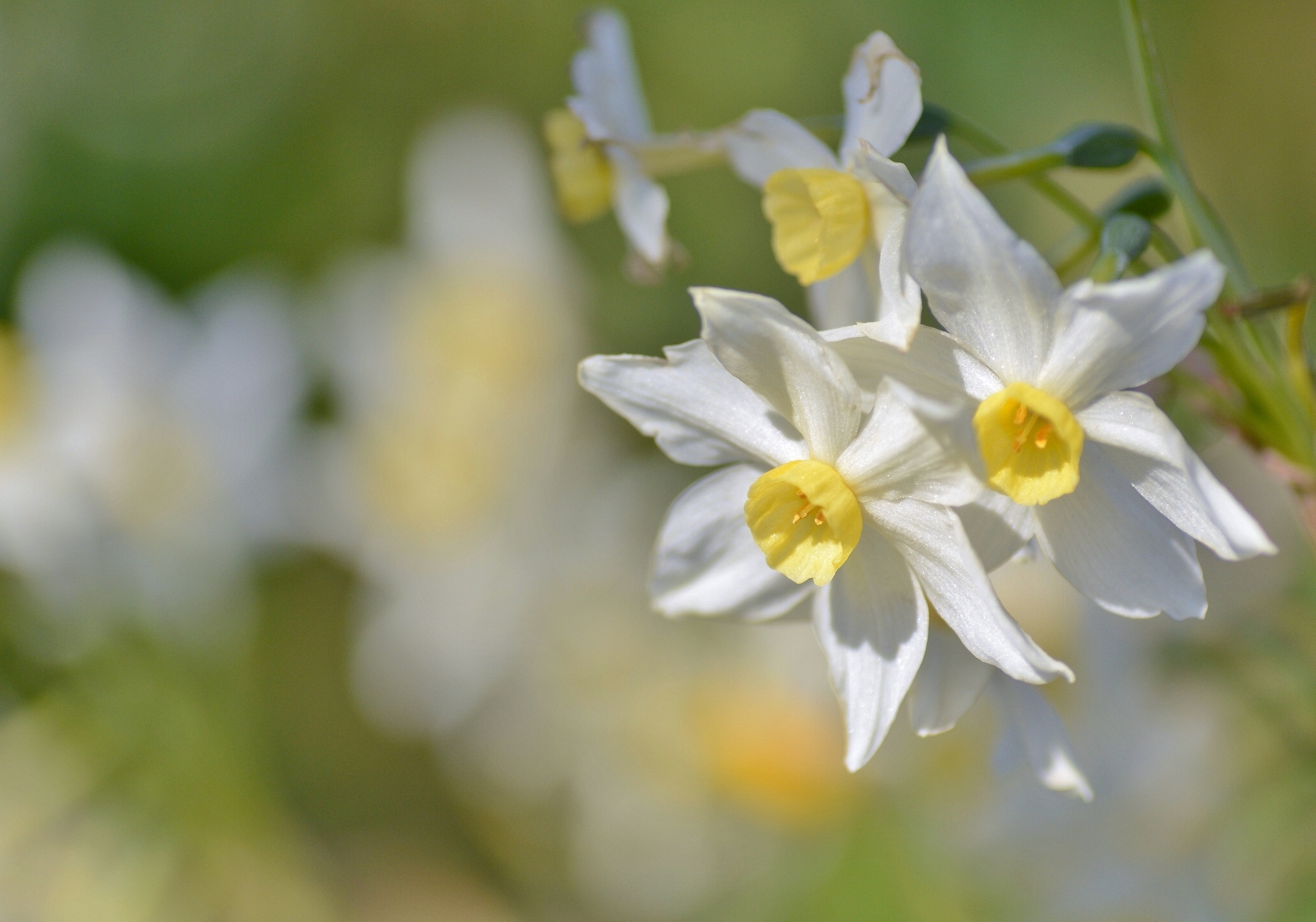 Free download wallpaper Nature, Flowers, Summer, Flower, Close Up, Earth, White Flower, Daffodil on your PC desktop