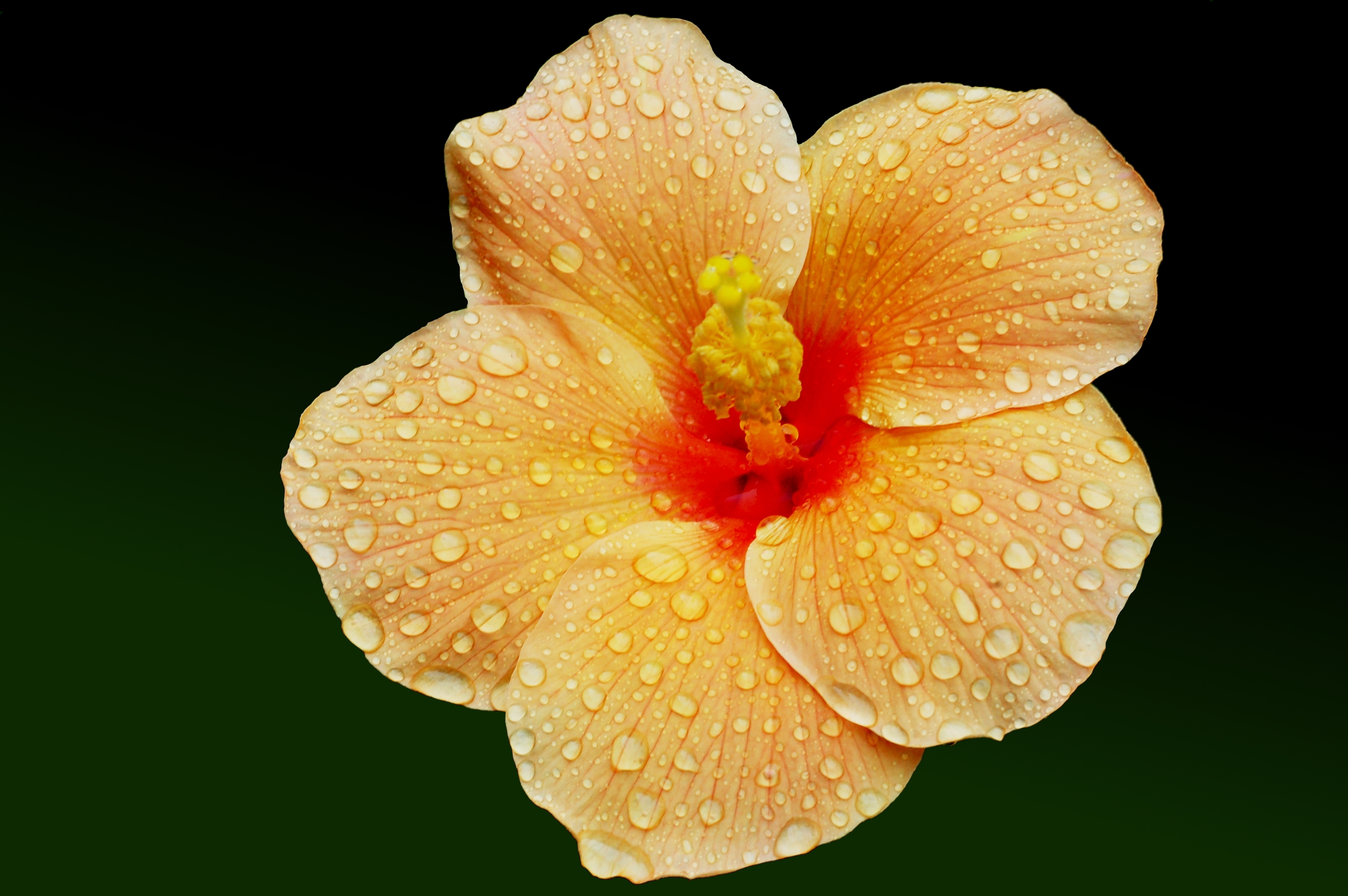 Download mobile wallpaper Flowers, Flower, Close Up, Earth, Hibiscus, Water Drop, Peach Flower for free.