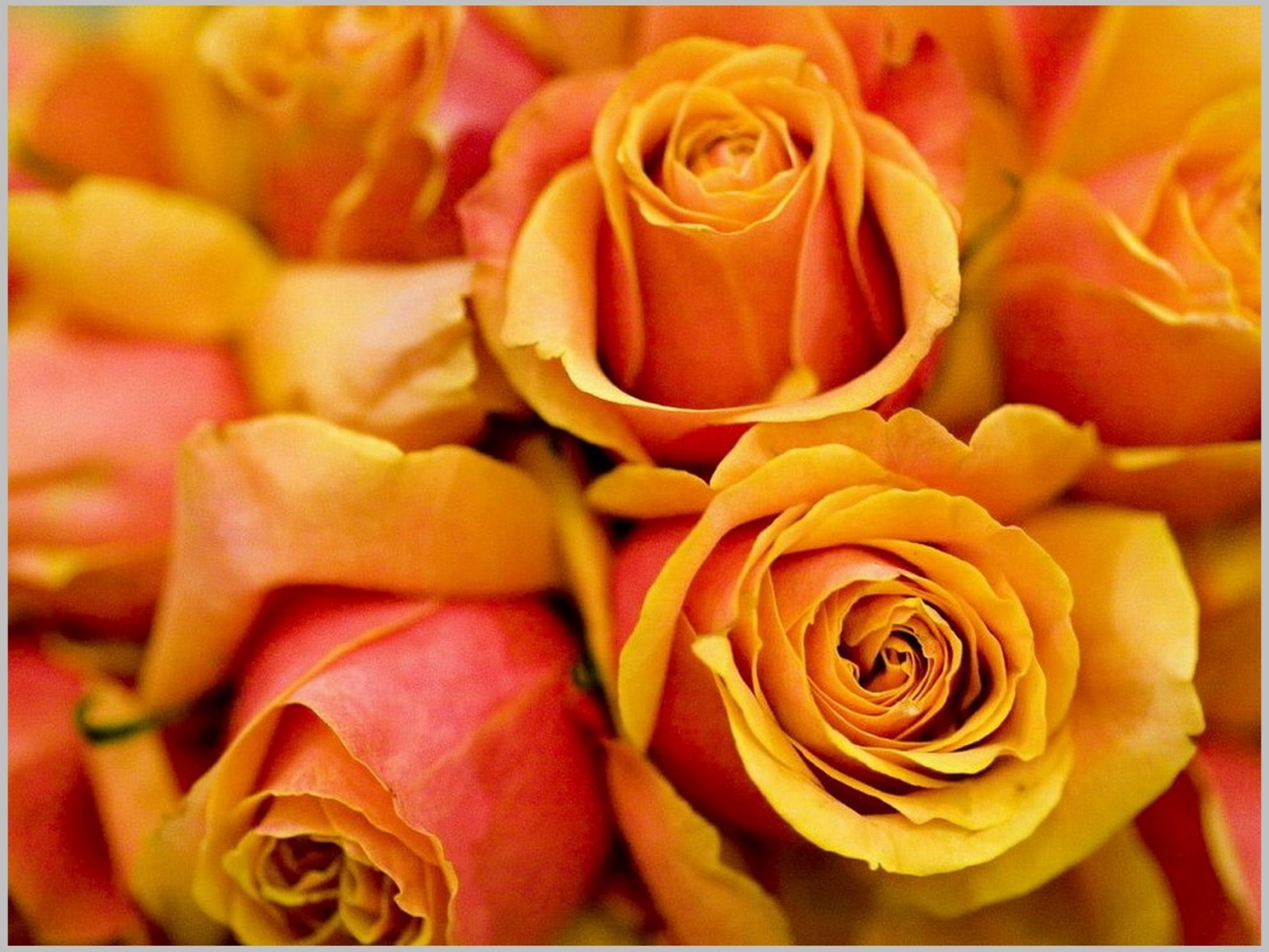 Téléchargez gratuitement l'image Plantes, Fleurs, Roses sur le bureau de votre PC