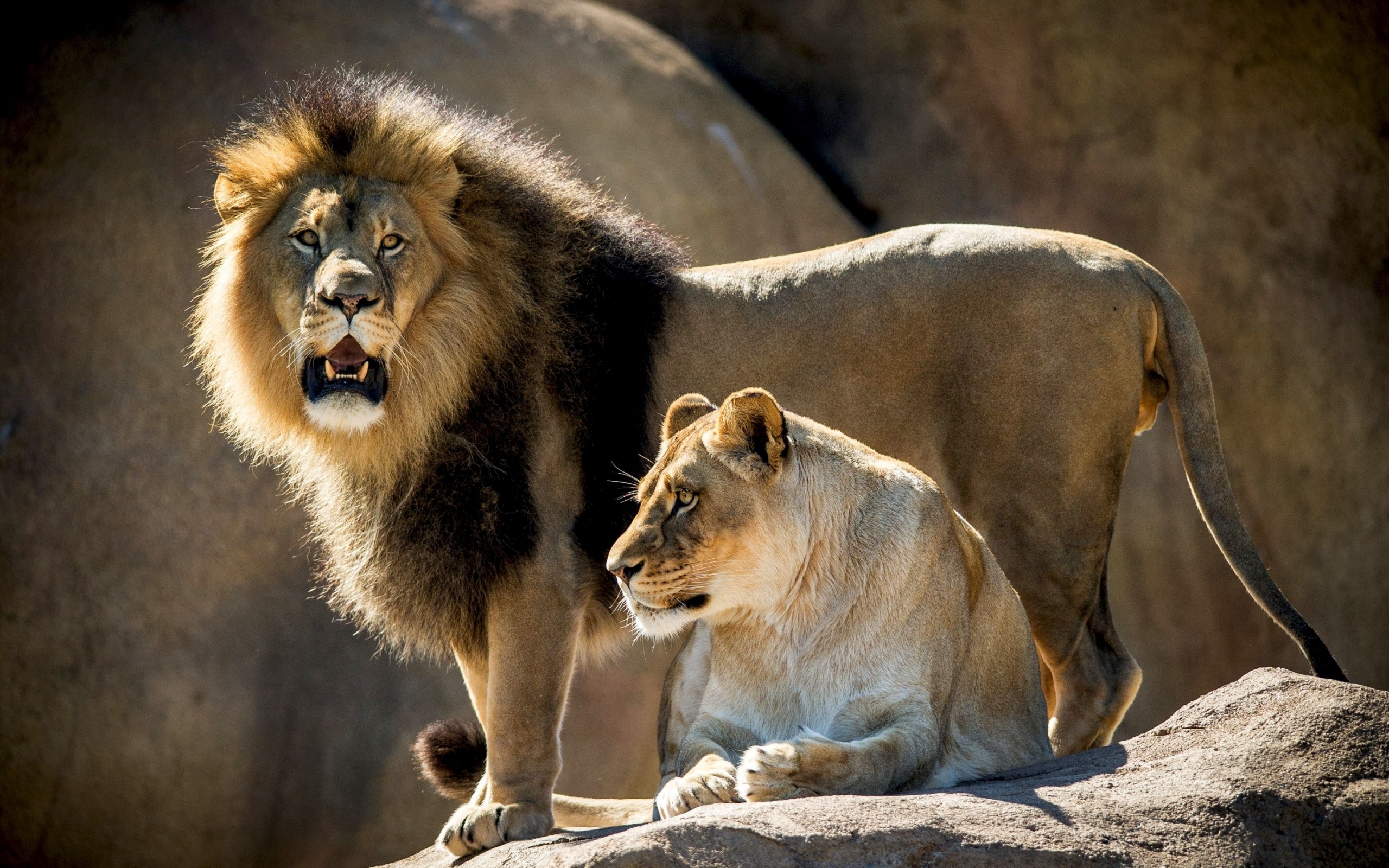 39641 descargar imagen leones, animales, naranja: fondos de pantalla y protectores de pantalla gratis