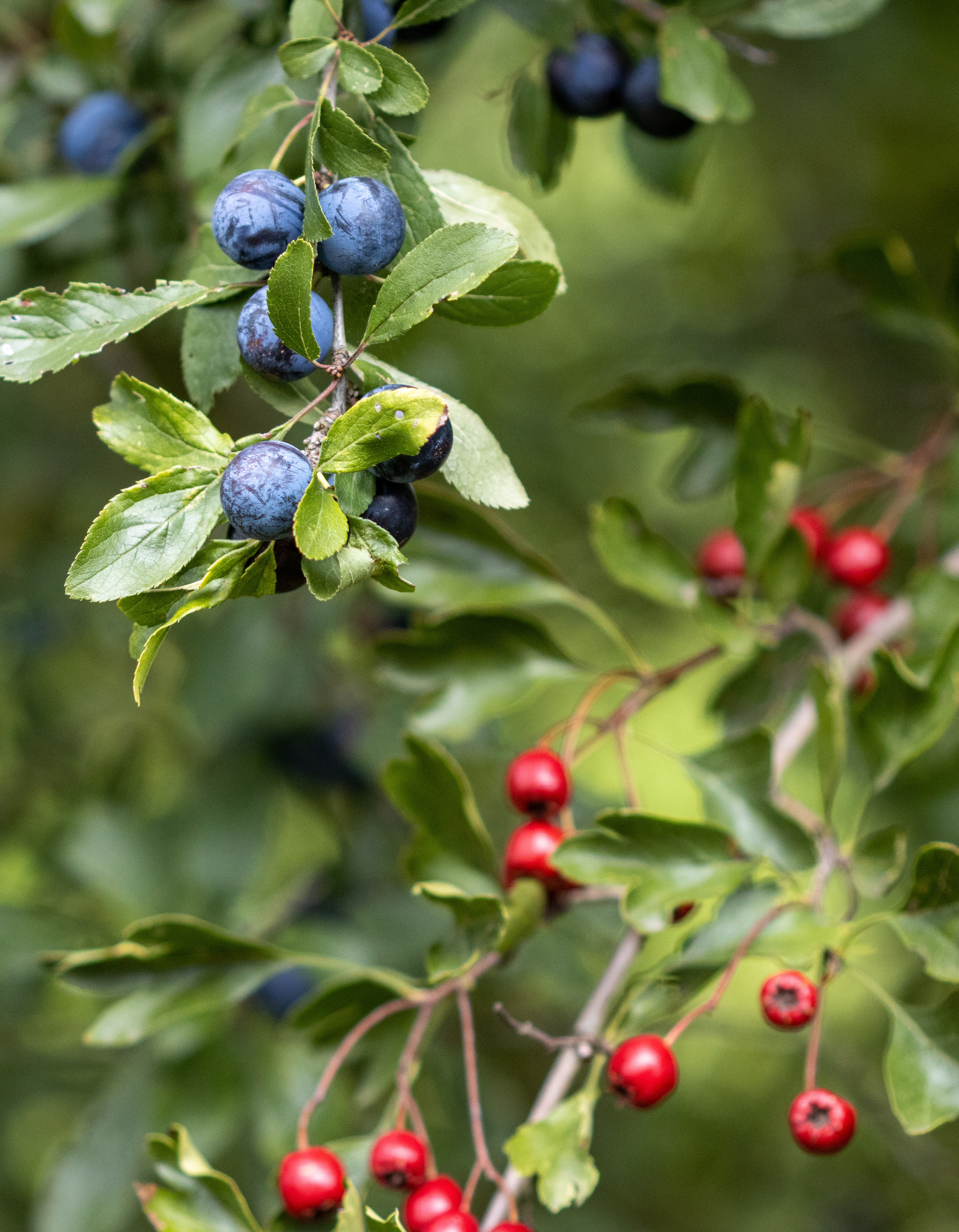 Download mobile wallpaper Bush, Branch, Bilberries, Berry, Nature, Leaves for free.
