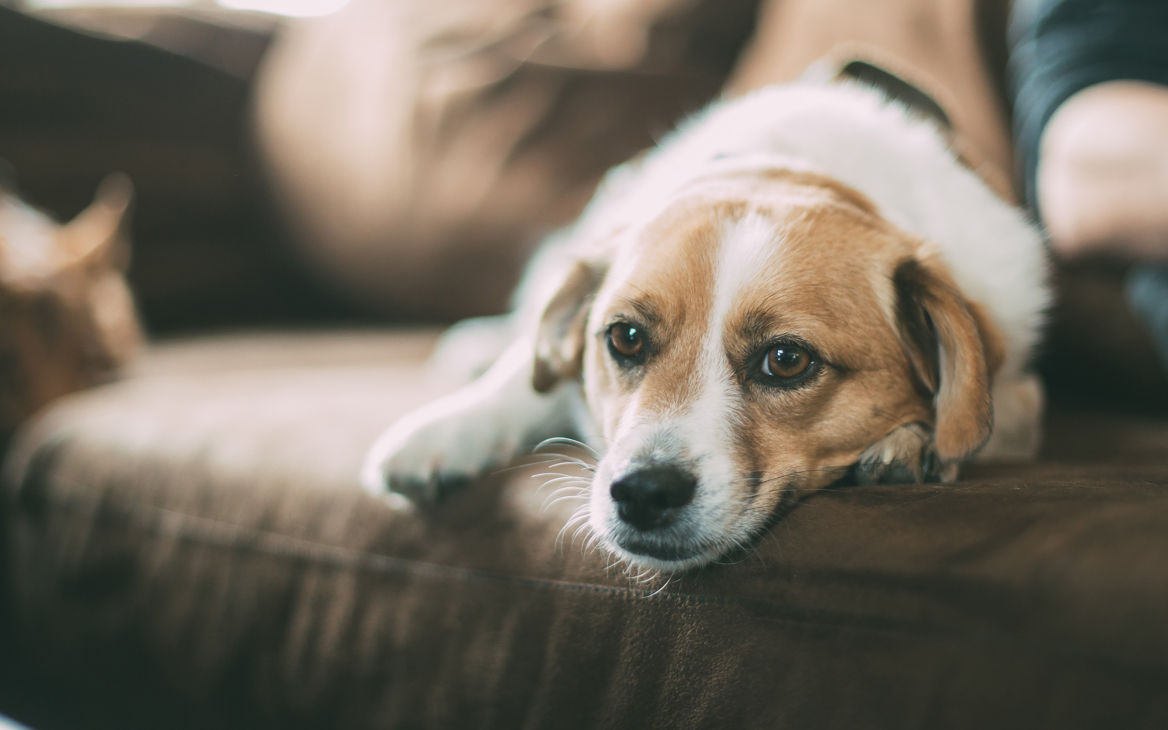 Laden Sie das Tiere, Hunde, Hund, Sofa-Bild kostenlos auf Ihren PC-Desktop herunter