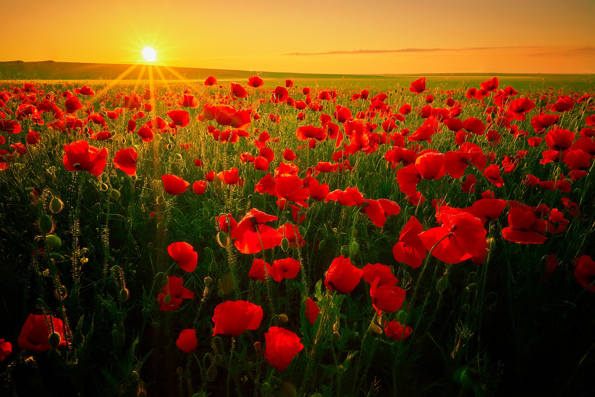 Download mobile wallpaper Nature, Flowers, Sunrise, Earth, Field, Poppy, Red Flower for free.
