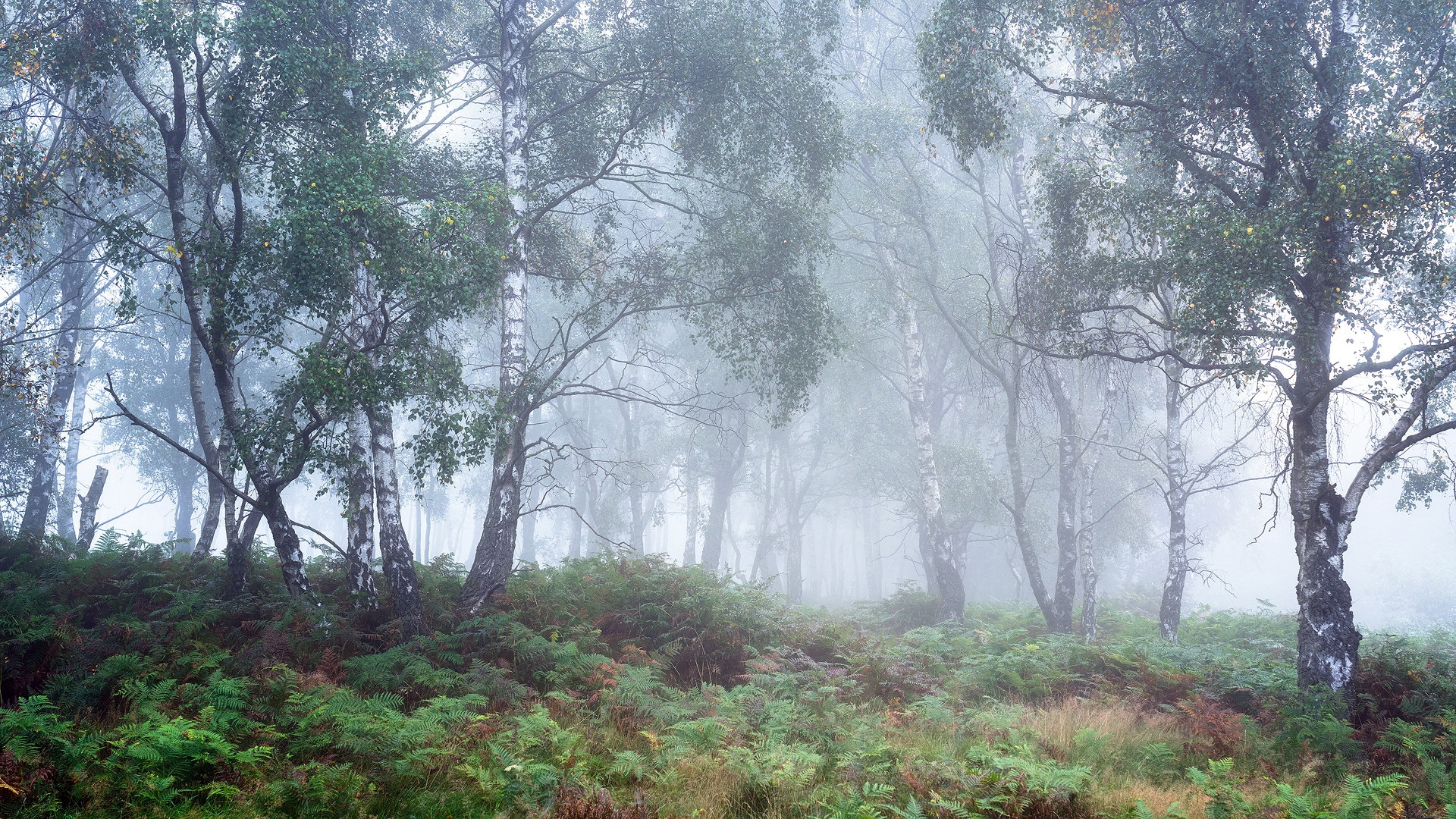 Baixe gratuitamente a imagem Samambaia, Floresta, Bétula, Terra/natureza, Neblina na área de trabalho do seu PC