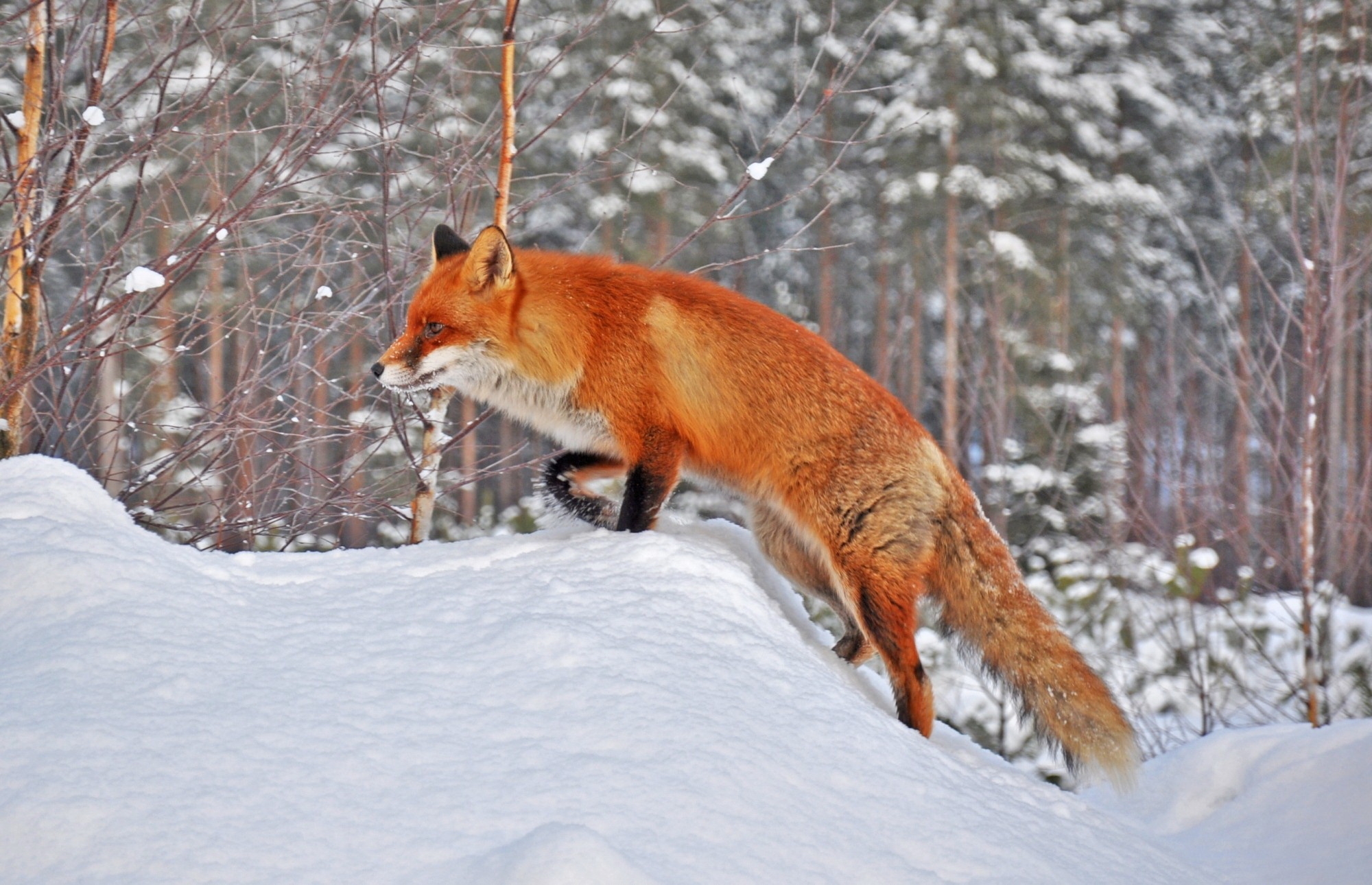 Laden Sie das Ein Fuchs, Schnee, Wald, Fuchs, Winter, Tiere-Bild kostenlos auf Ihren PC-Desktop herunter