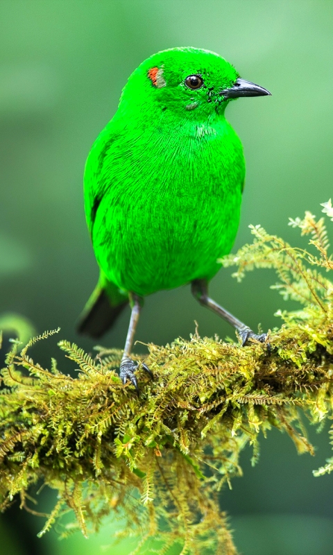 Download mobile wallpaper Birds, Bird, Animal, Moss, Tanager for free.