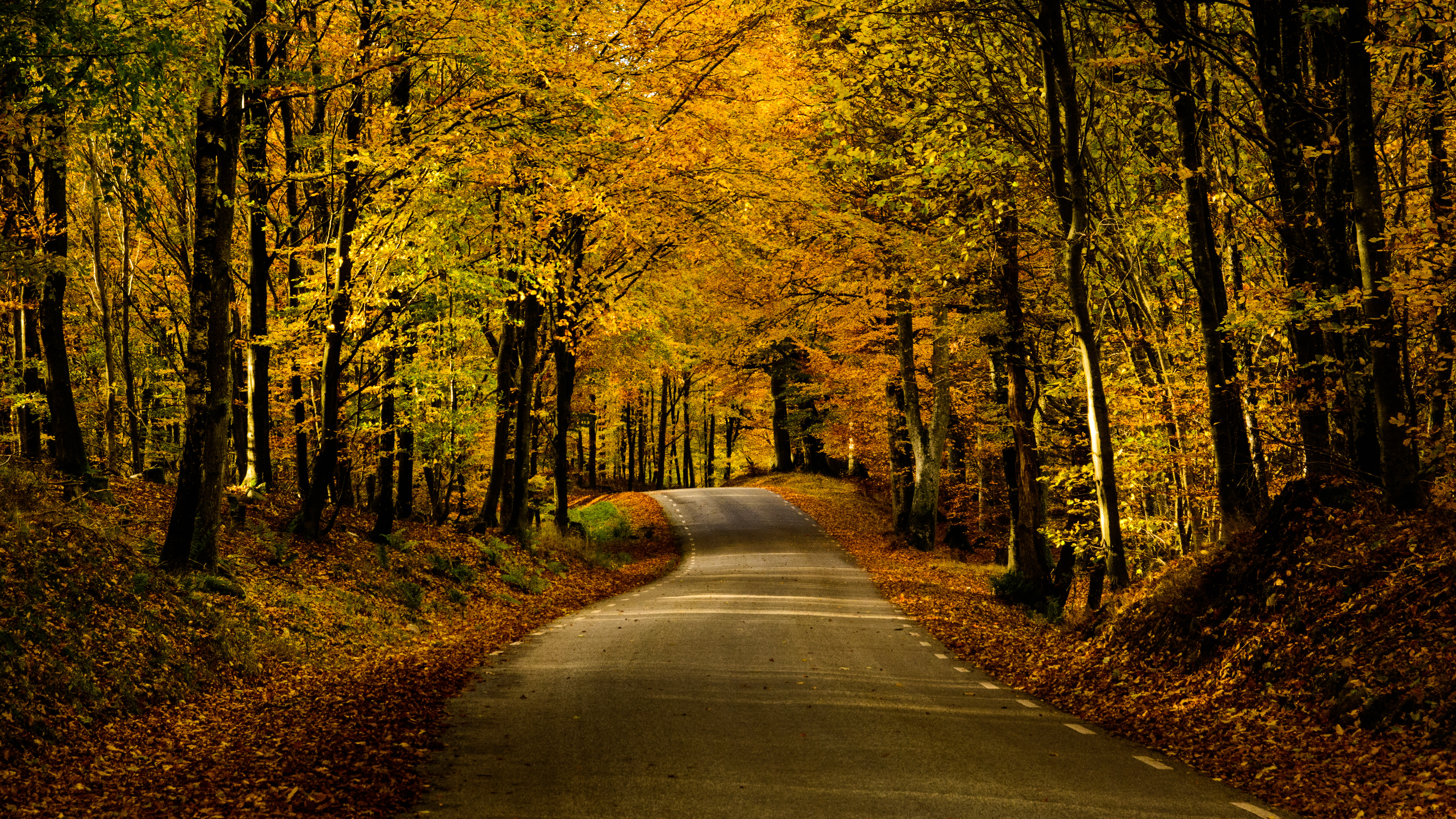Horizontal Wallpaper autumn, nature, alley, trees, road, dahl, distance