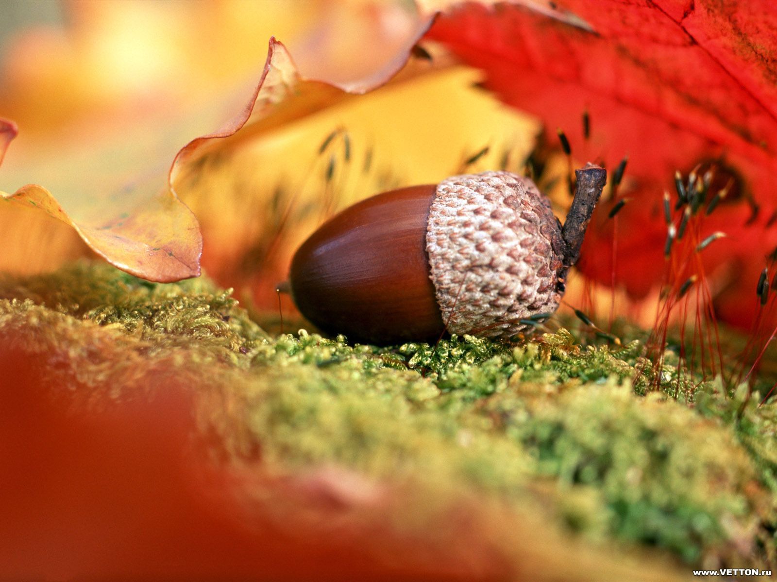 Free download wallpaper Background, Autumn, Leaves on your PC desktop