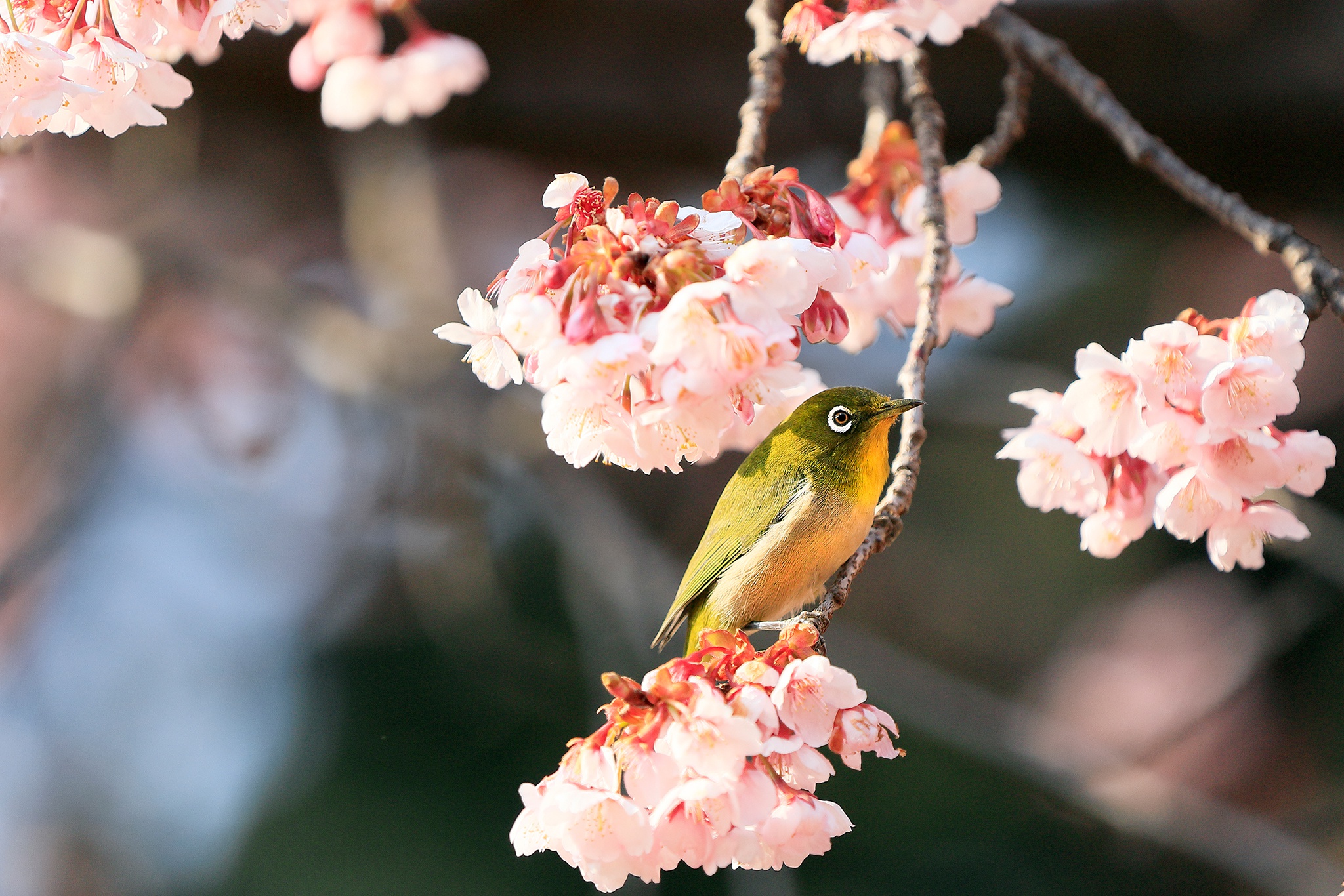 Download mobile wallpaper Birds, Flower, Animal, Spring, Blossom, White Eye for free.