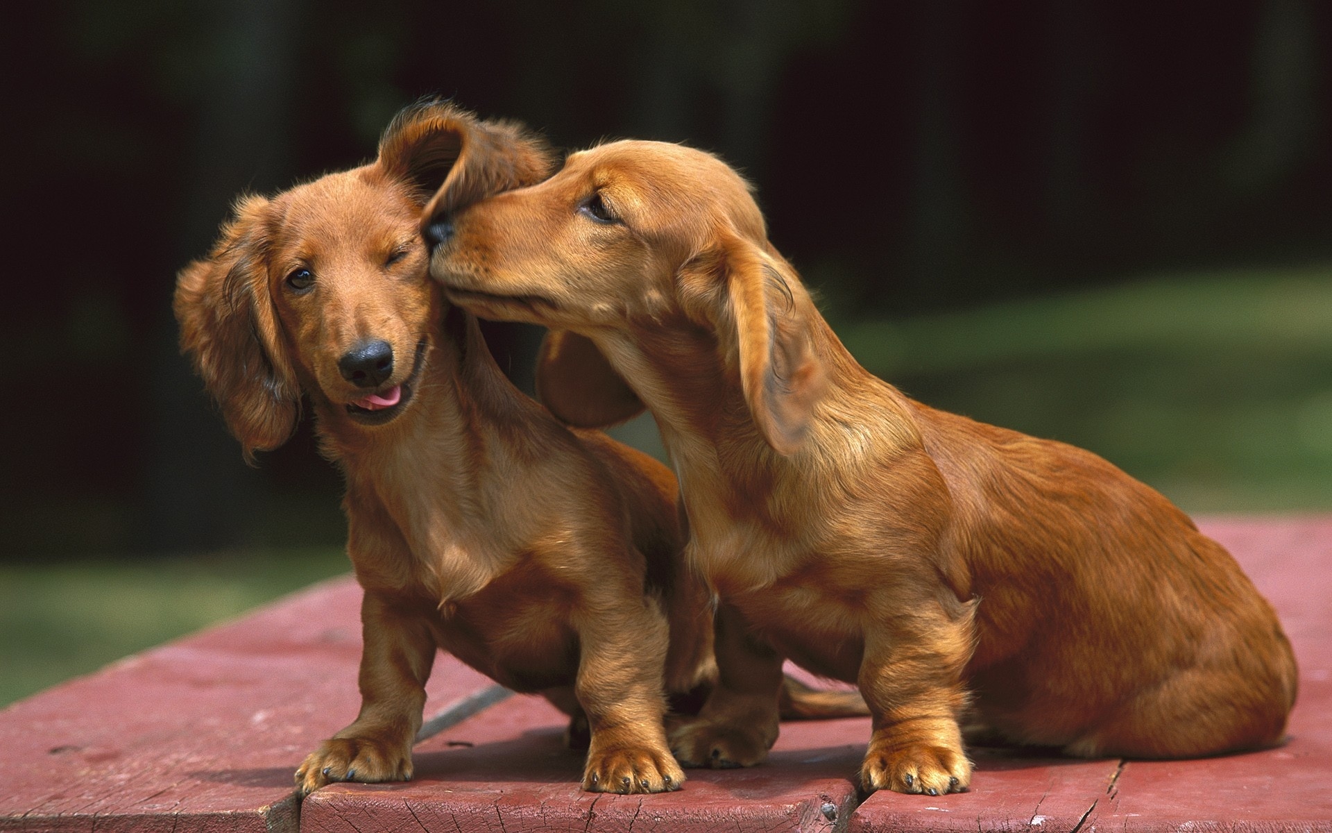 295836 baixar imagens animais, dachshund, cães - papéis de parede e protetores de tela gratuitamente