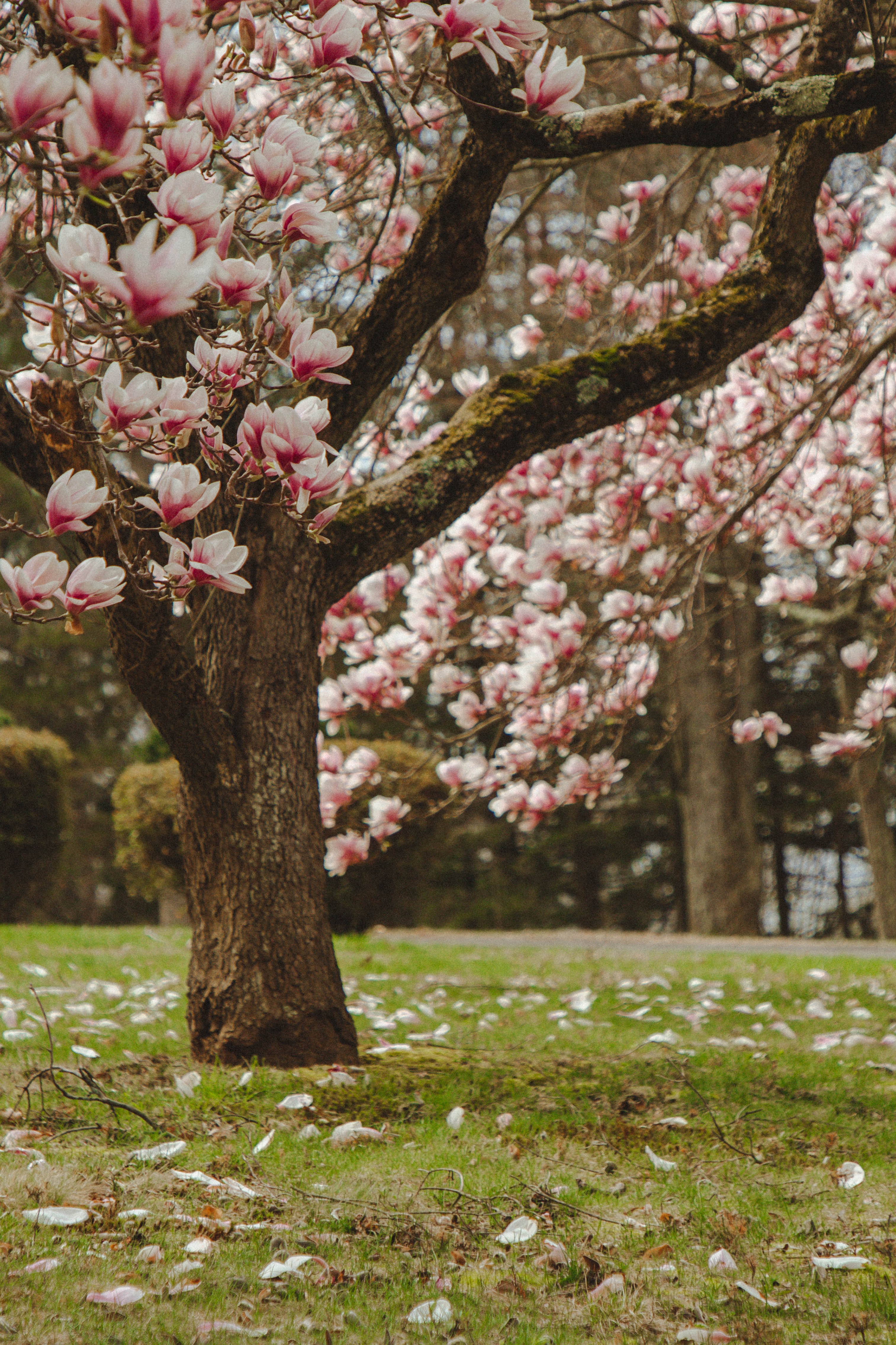 69857 descargar fondo de pantalla flores, magnolia, rosa, madera, árbol, florecer, floración, rosado: protectores de pantalla e imágenes gratis