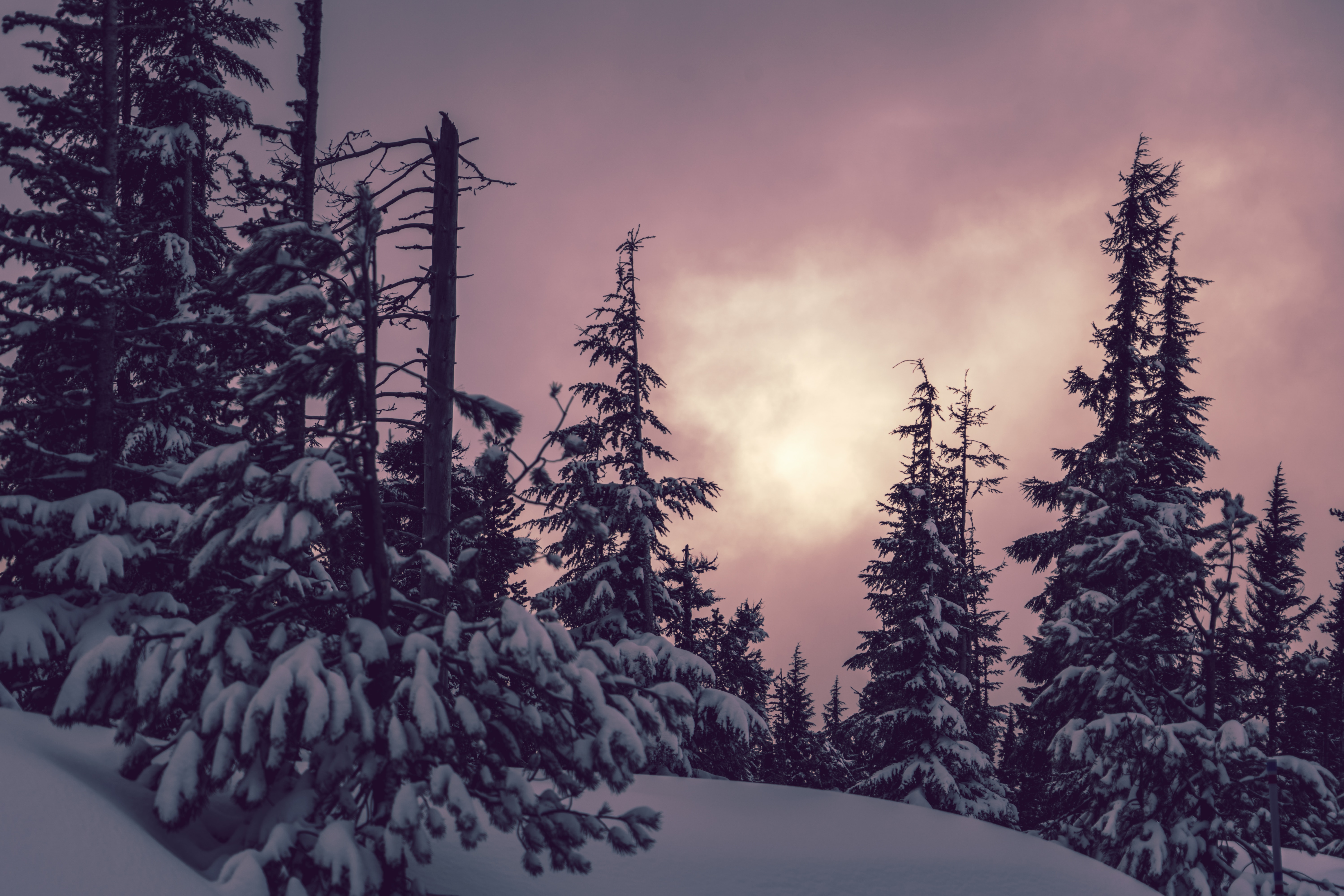 139484 Bild herunterladen winter, natur, bäume, schnee, aß, aßen - Hintergrundbilder und Bildschirmschoner kostenlos