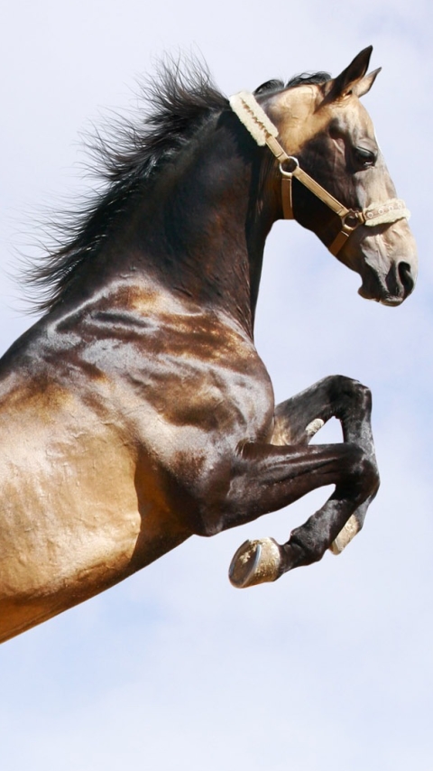 Téléchargez des papiers peints mobile Animaux, Cheval gratuitement.