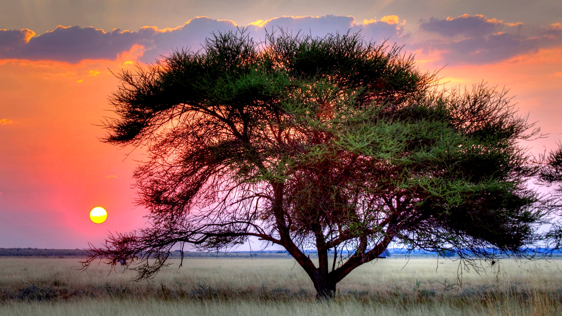 Free download wallpaper Trees, Tree, Earth on your PC desktop