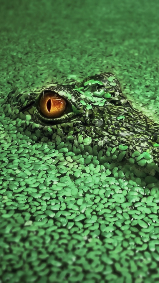 Download mobile wallpaper Animal, Reptiles, Crocodile for free.