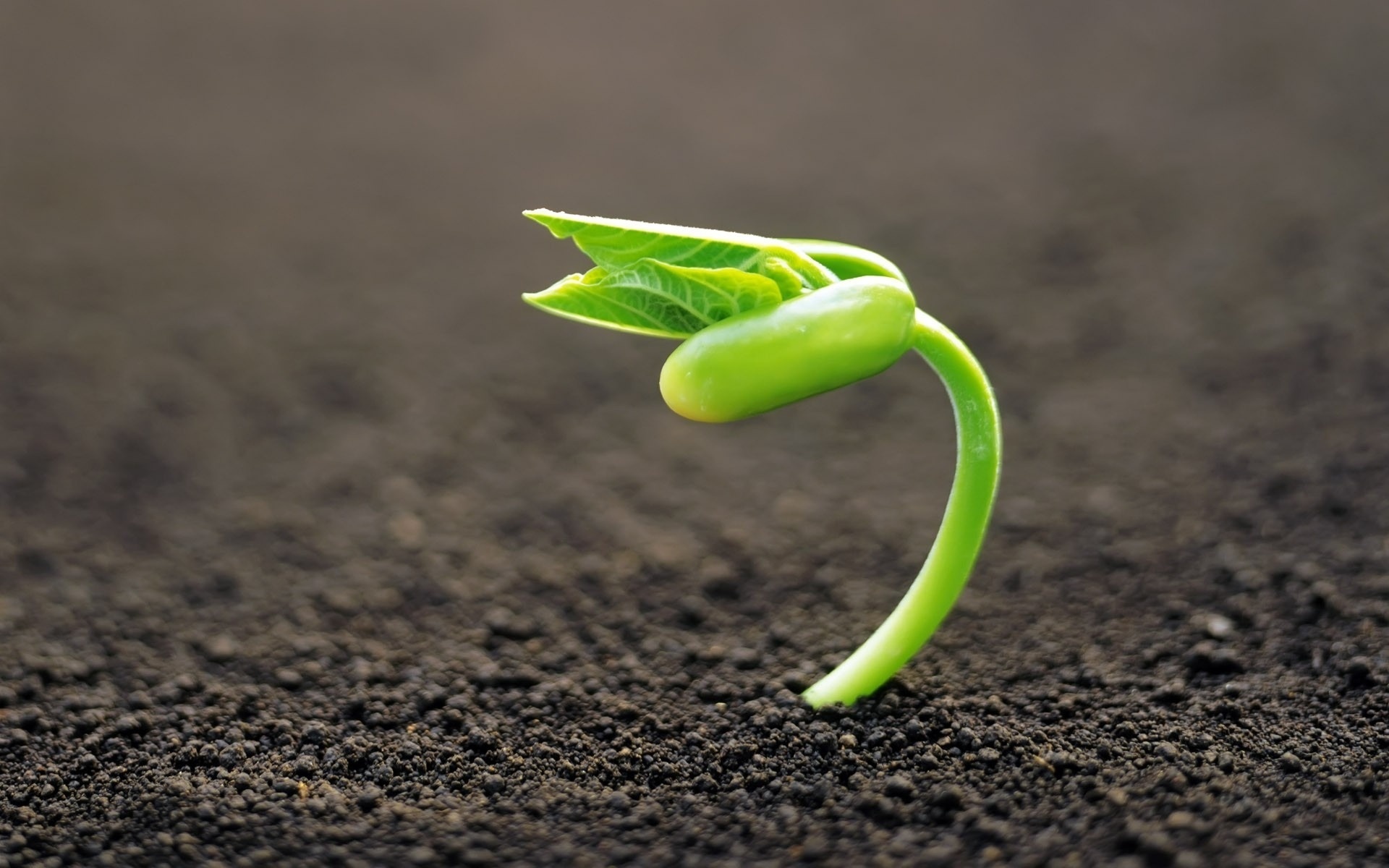 Téléchargez des papiers peints mobile Plante, Terre/nature gratuitement.