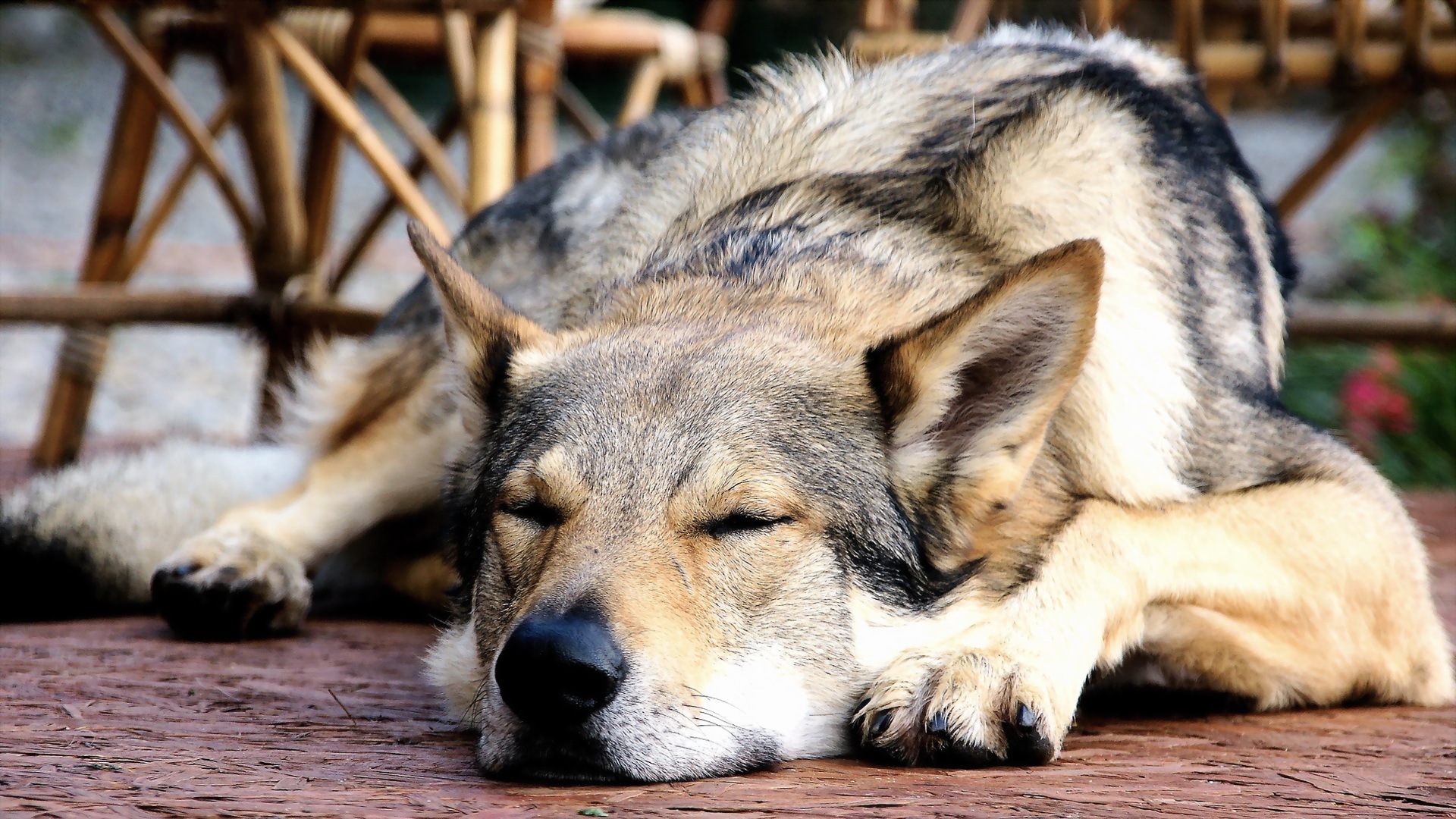 PCデスクトップに犬, 動物画像を無料でダウンロード