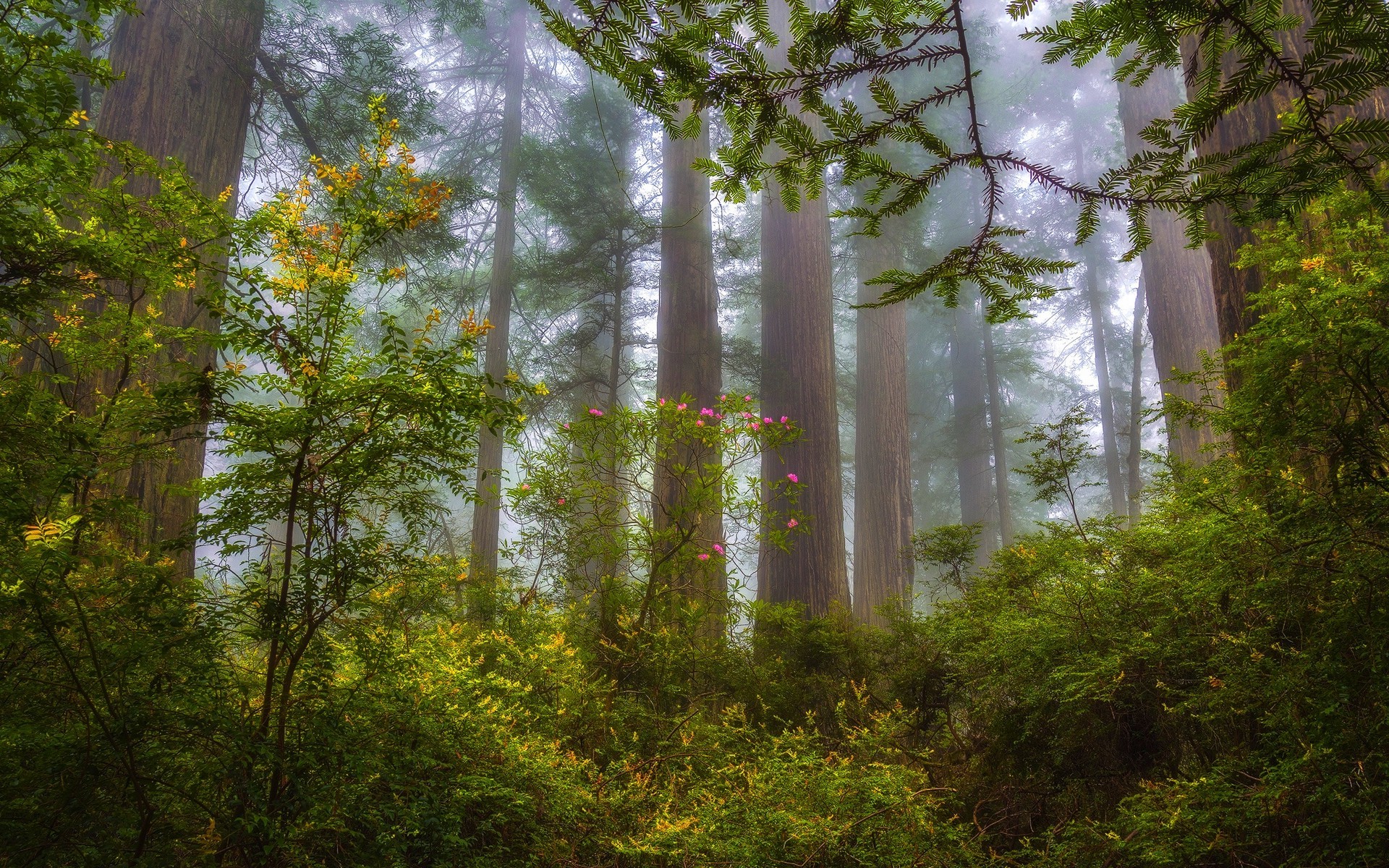 PCデスクトップに木, 花, 森, 霧, 地球, 春画像を無料でダウンロード